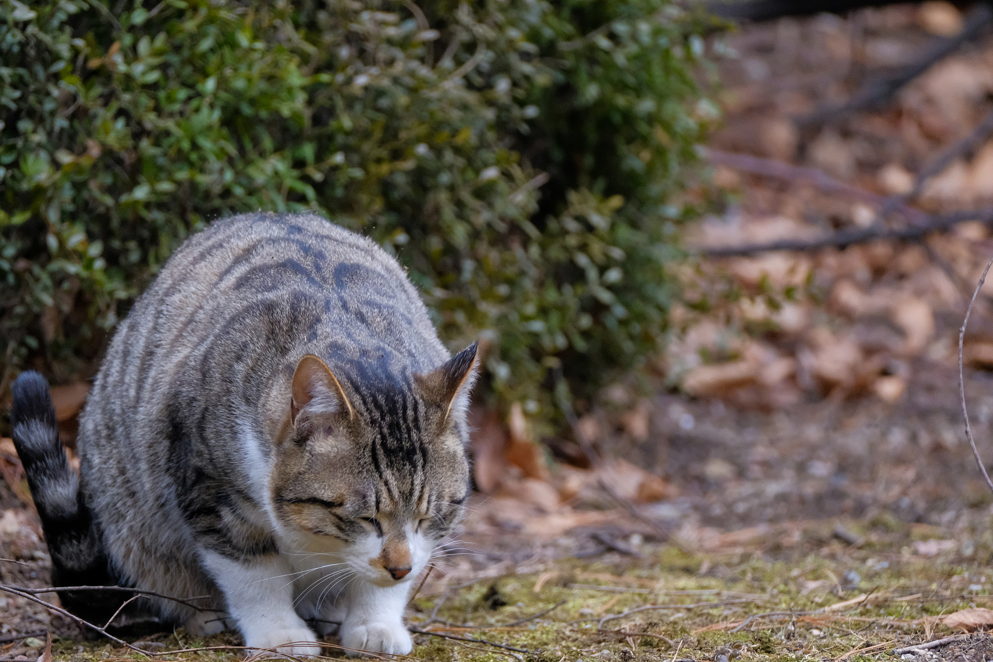 Fujifilm X-T2 + Fujifilm XF 100-400mm F4.5-5.6 R LM OIS WR sample photo. Dscf photography