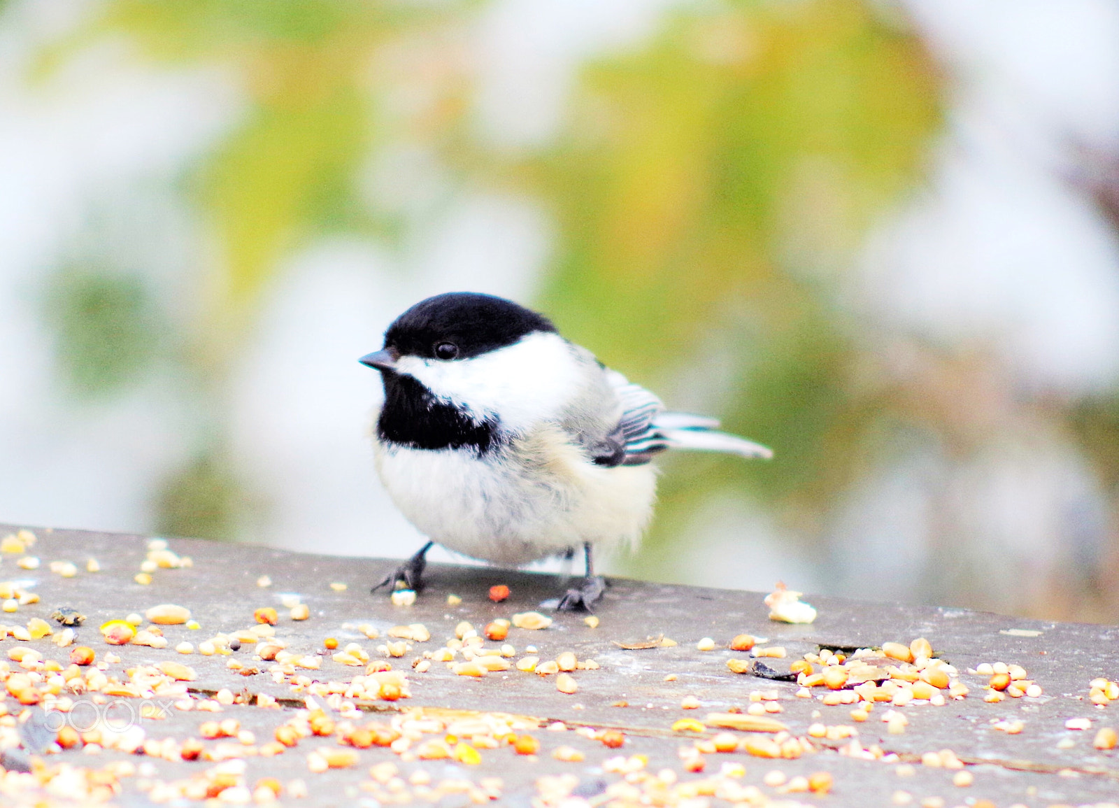 Pentax K-50 + smc PENTAX-DA L 55-300mm F4-5.8 ED sample photo. Chickadee photography