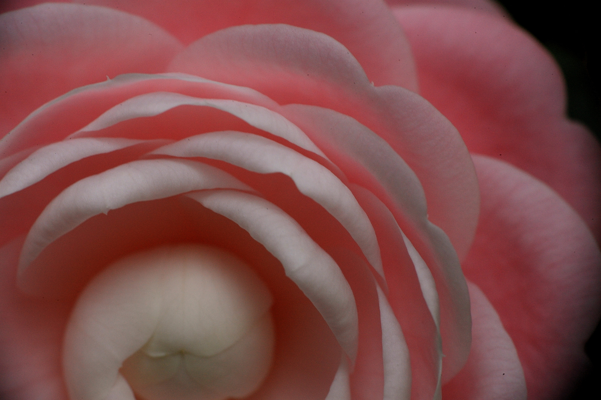 Canon EOS-1Ds Mark III sample photo. Not rose photography