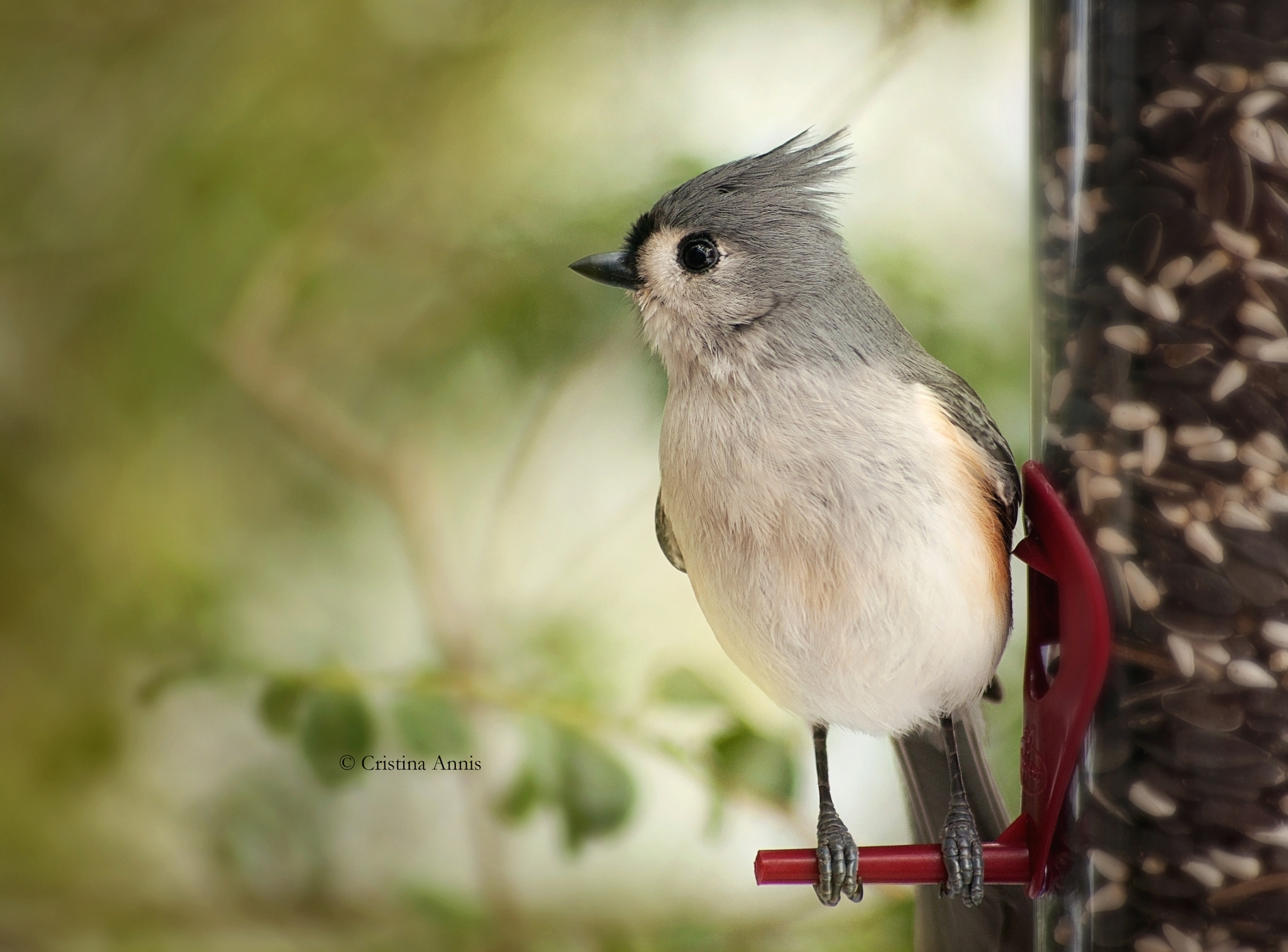 Sigma 70-300mm F4-5.6 APO DG Macro sample photo. Tufted titmouse photography