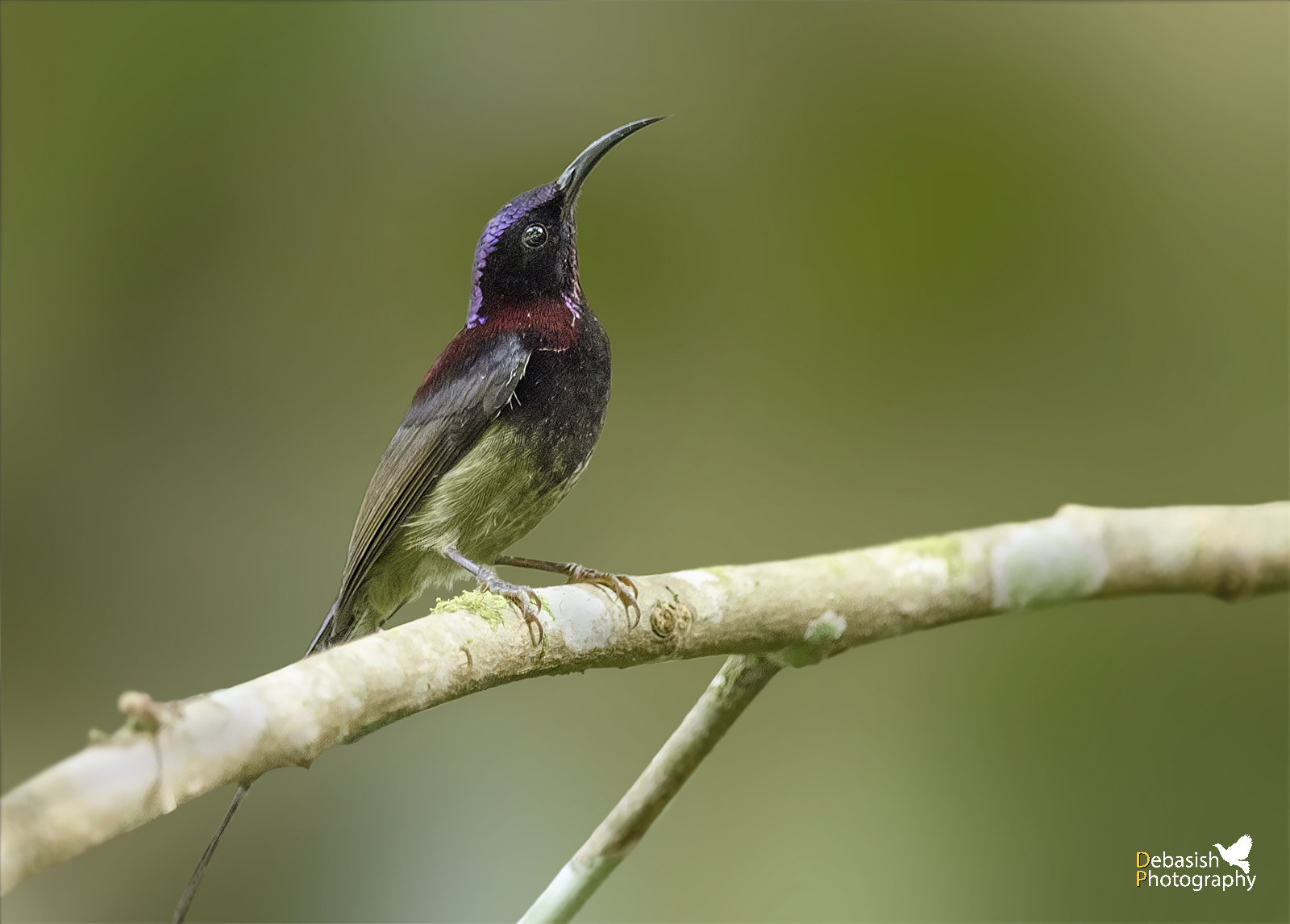 Nikon D7000 + Nikon AF-S Nikkor 300mm F4D ED-IF sample photo. Black-throated sunbird photography