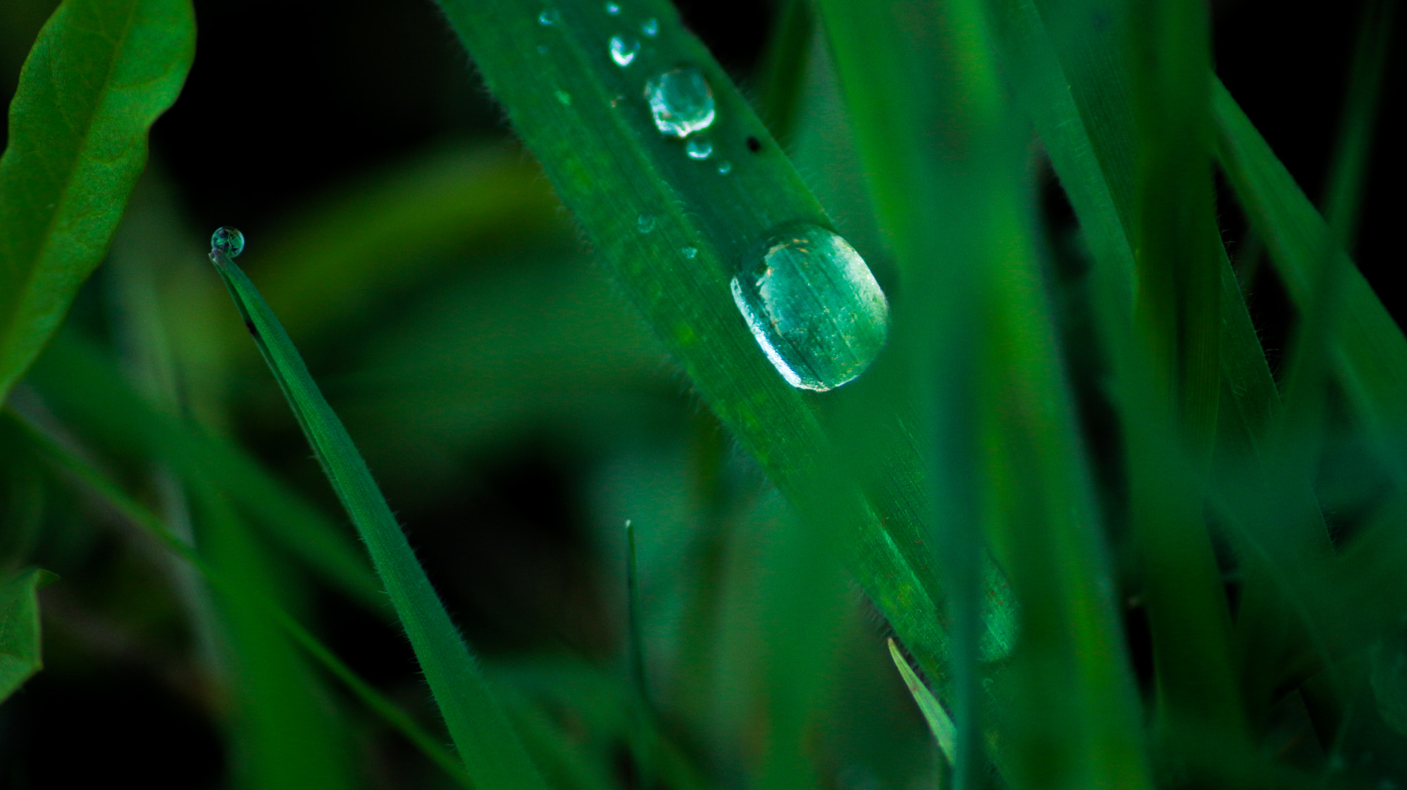 Canon EOS 100D (EOS Rebel SL1 / EOS Kiss X7) sample photo. Dew grass  photography