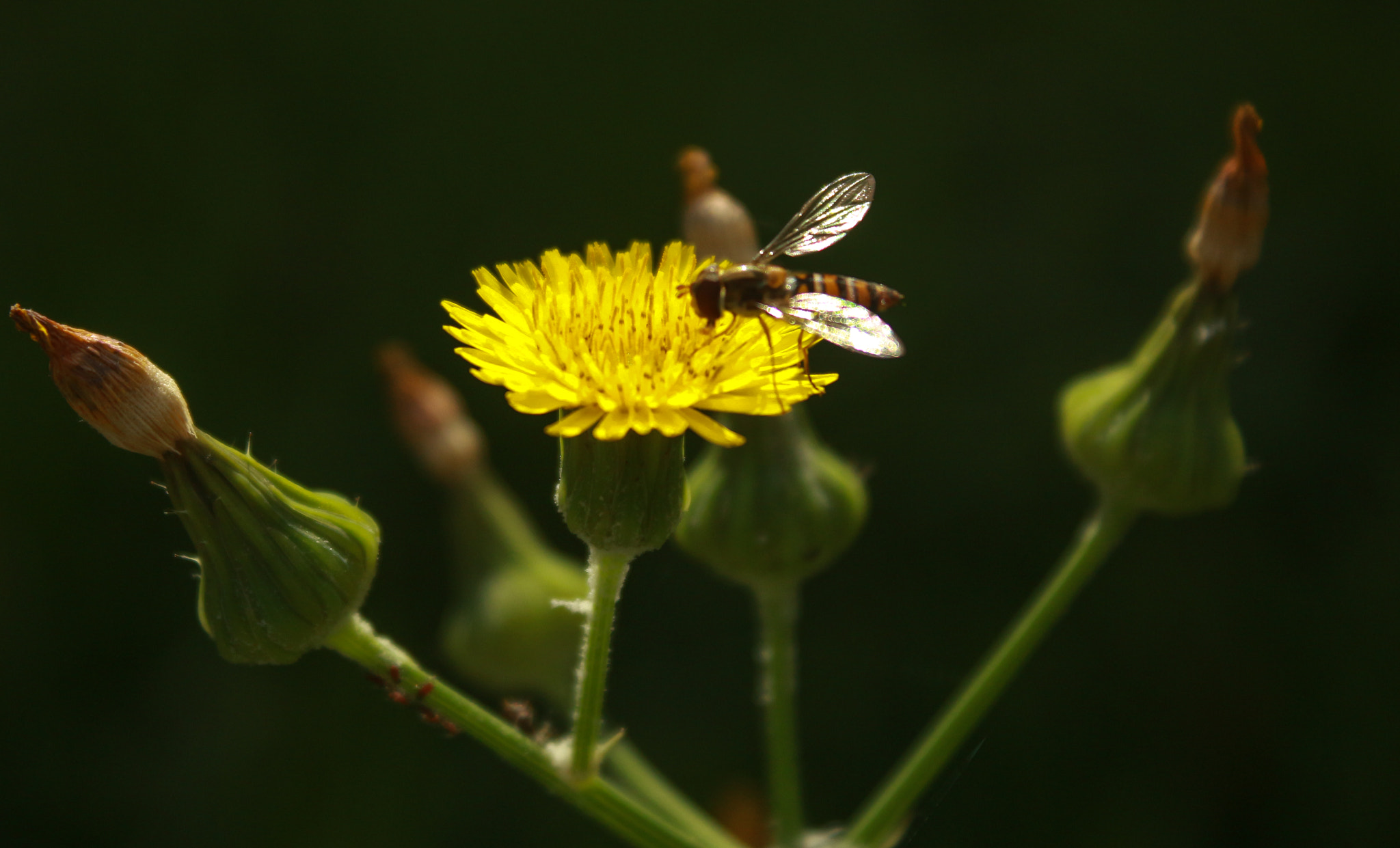 Canon EF-S 18-55mm F3.5-5.6 IS sample photo. Bee in a flower photography