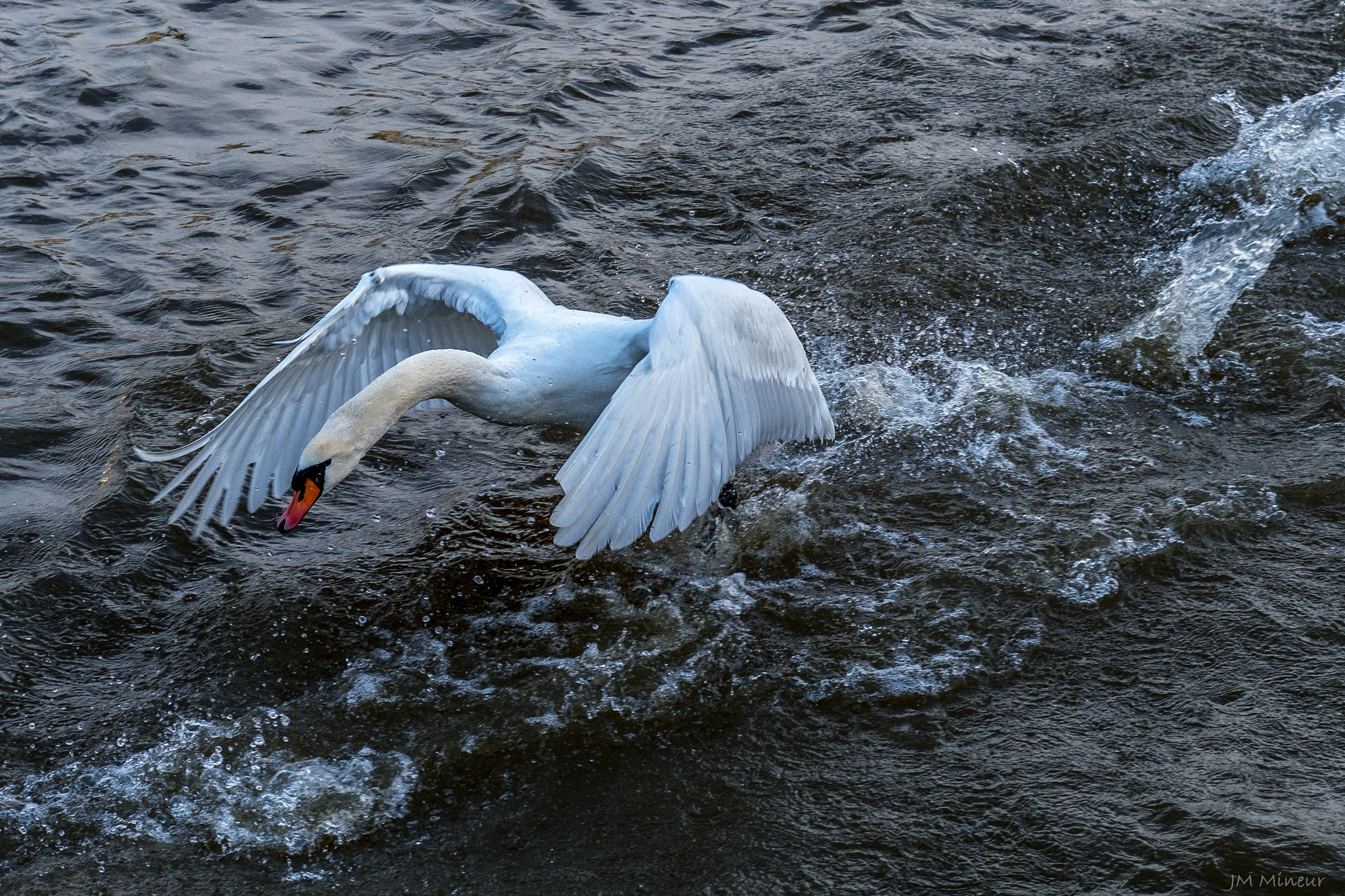 Fujifilm XF 50-140mm F2.8 R LM OIS WR sample photo. Cygn photography