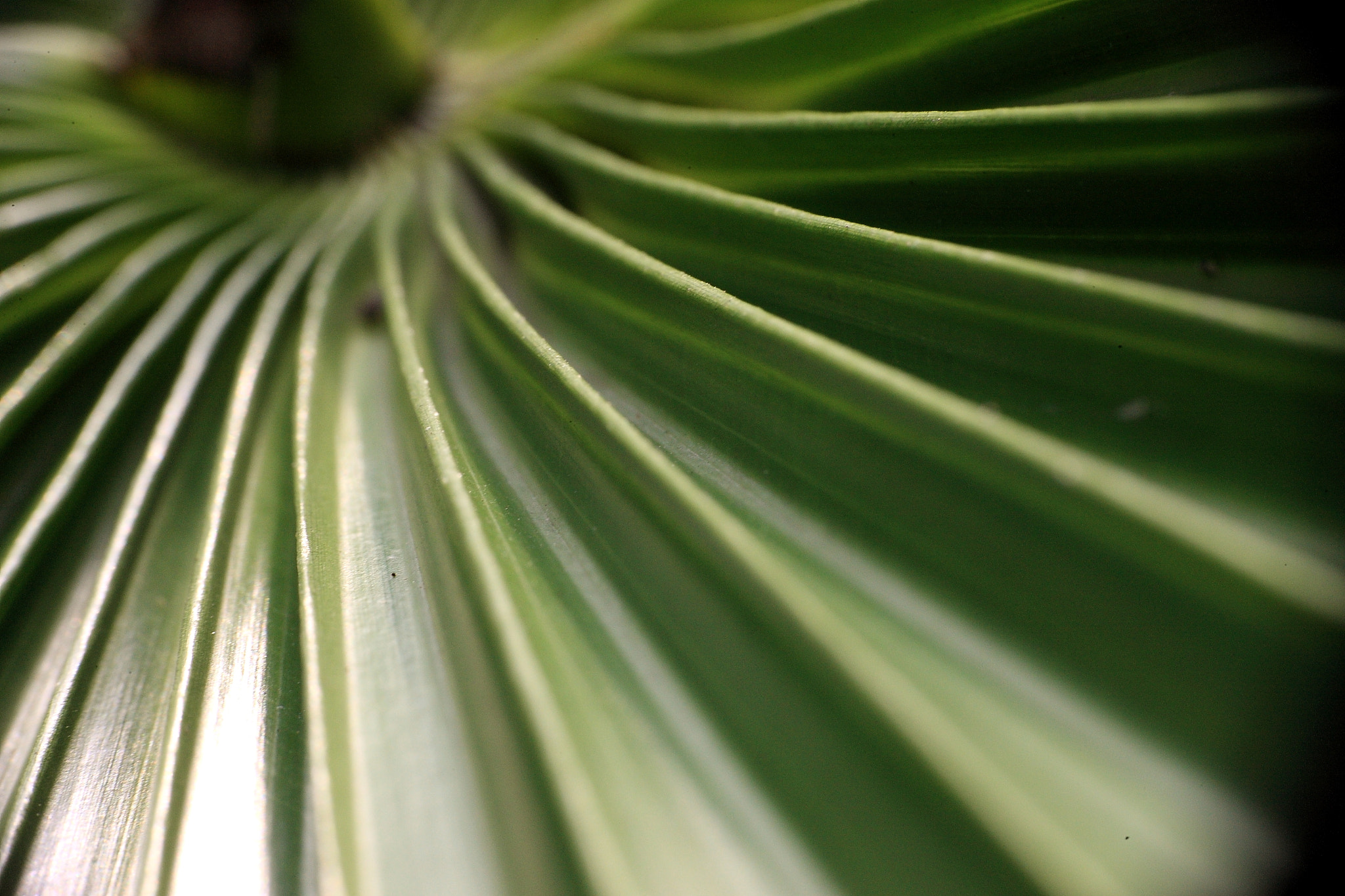 Canon EOS-1Ds Mark III sample photo. Green photography