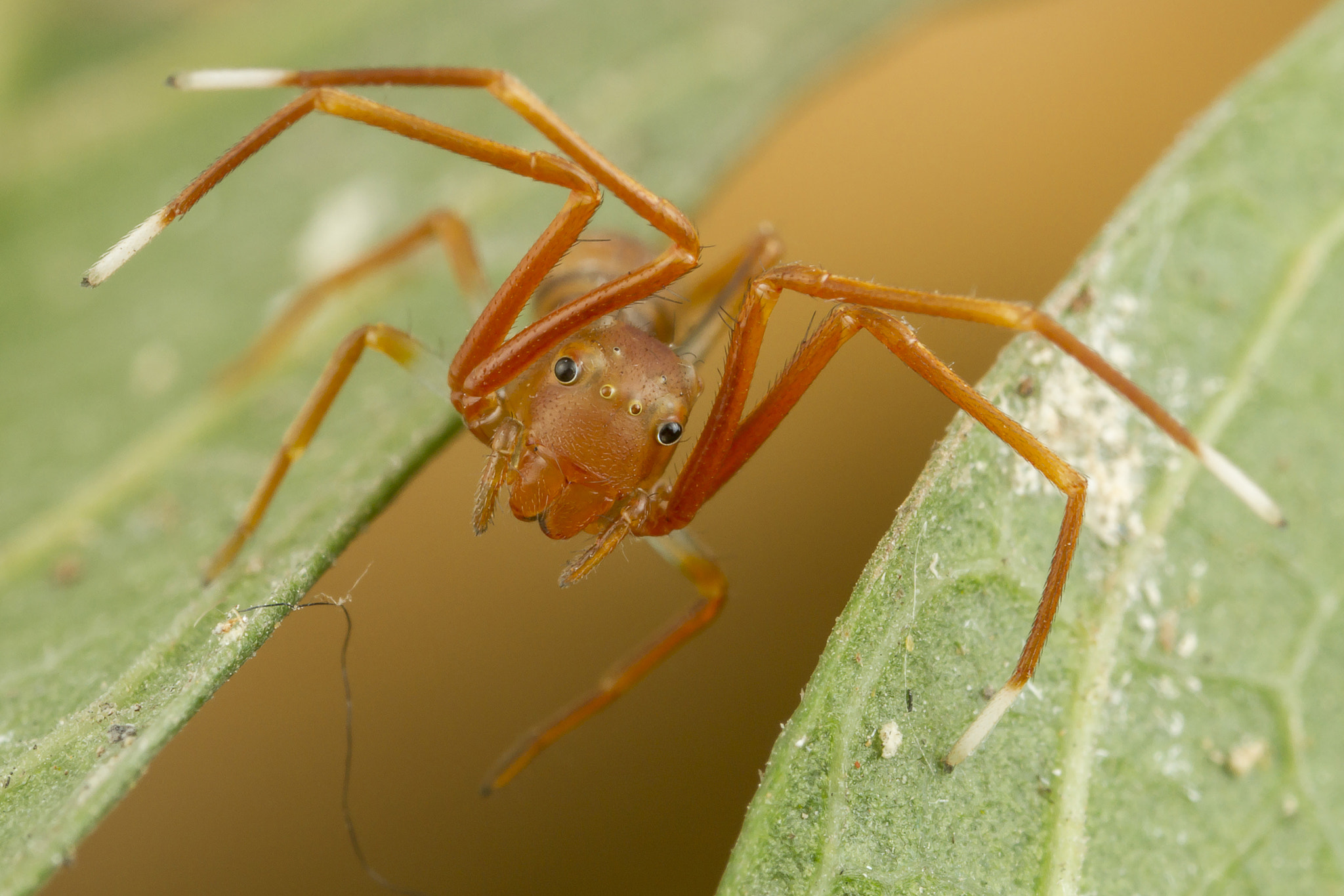 Canon EOS 7D + Canon MP-E 65mm F2.5 1-5x Macro Photo sample photo. Ant-mimic crab spider photography