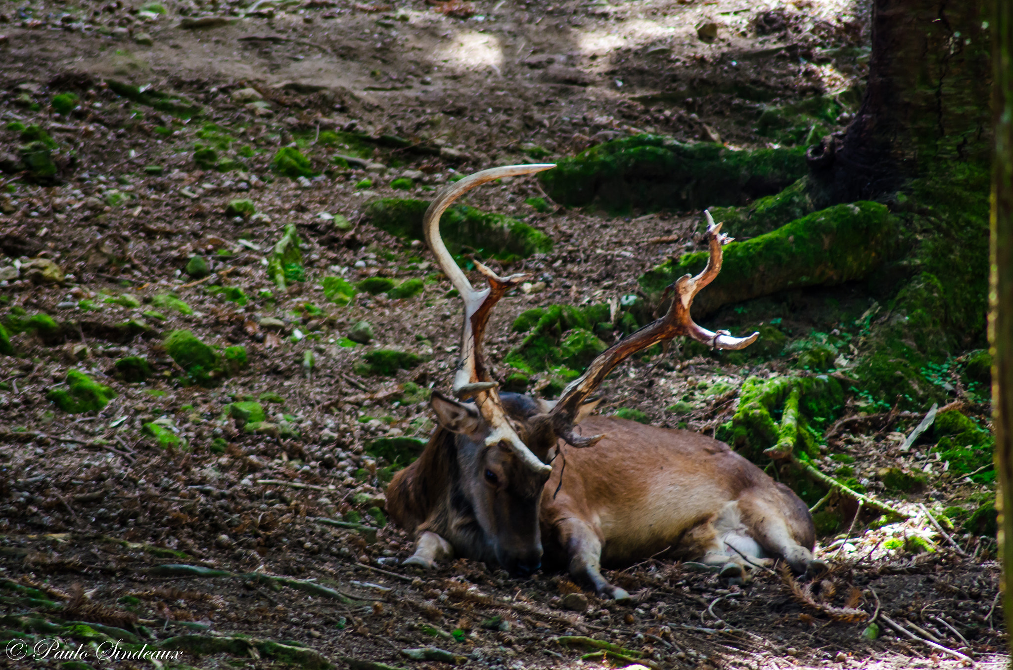 Nikon D7000 + Tamron SP 70-300mm F4-5.6 Di VC USD sample photo. Gramado photography