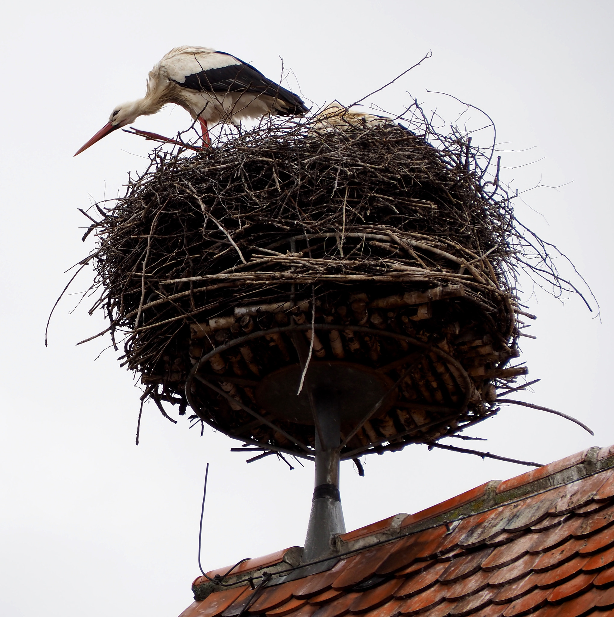 Olympus OM-D E-M5 II sample photo. Stork nest photography