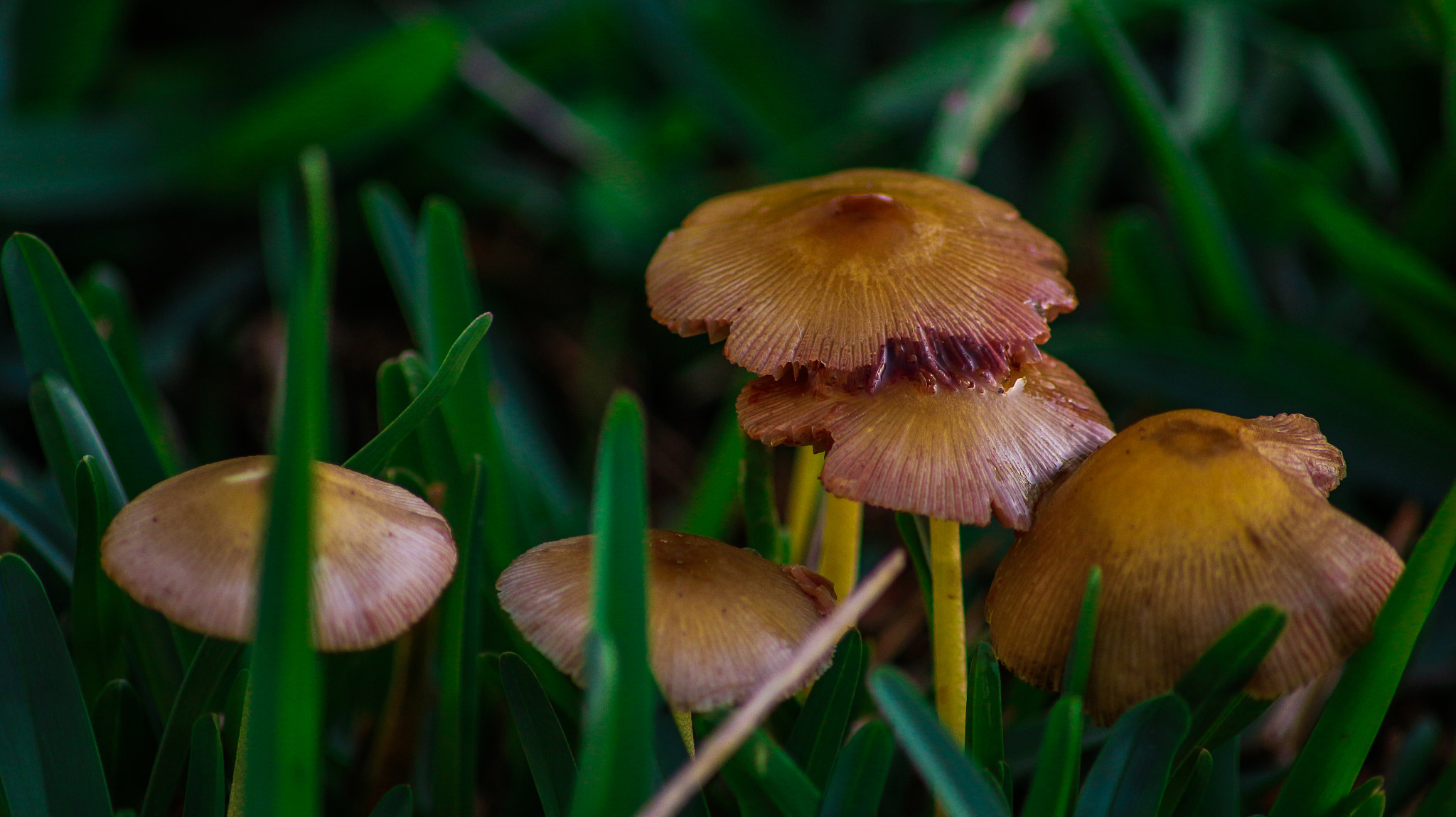 Canon EOS 100D (EOS Rebel SL1 / EOS Kiss X7) sample photo. Mushrooms photography