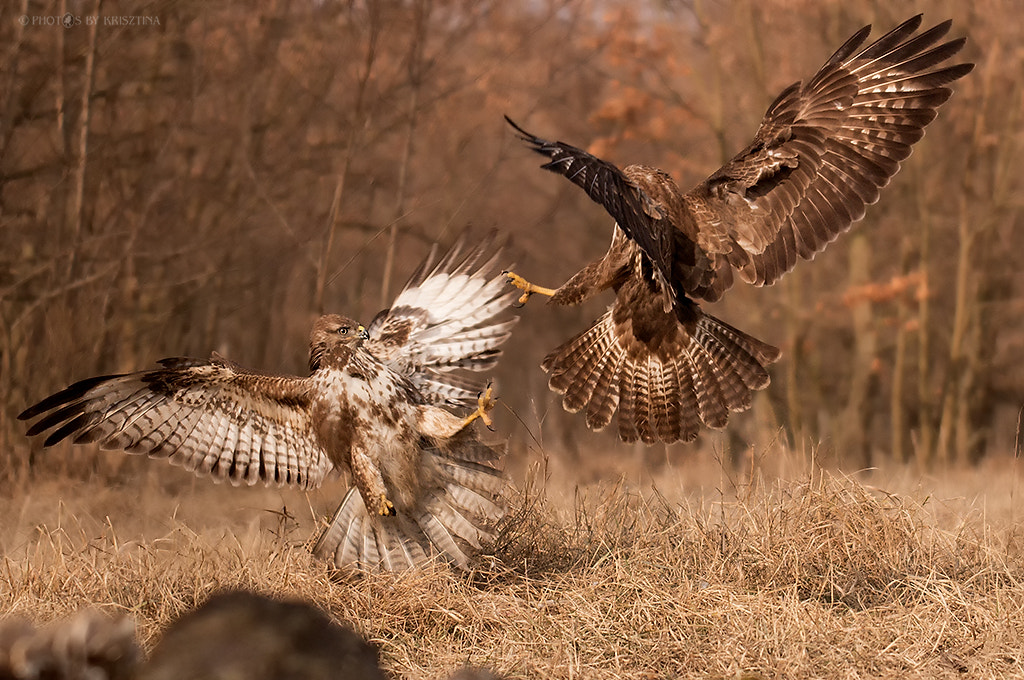 Canon EOS 70D sample photo. Buzzards fighting in the air photography