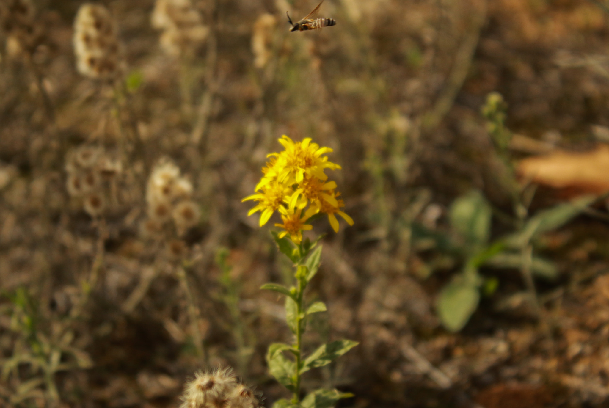 Canon EF-S 18-55mm F3.5-5.6 IS sample photo. Flower with a bee photography