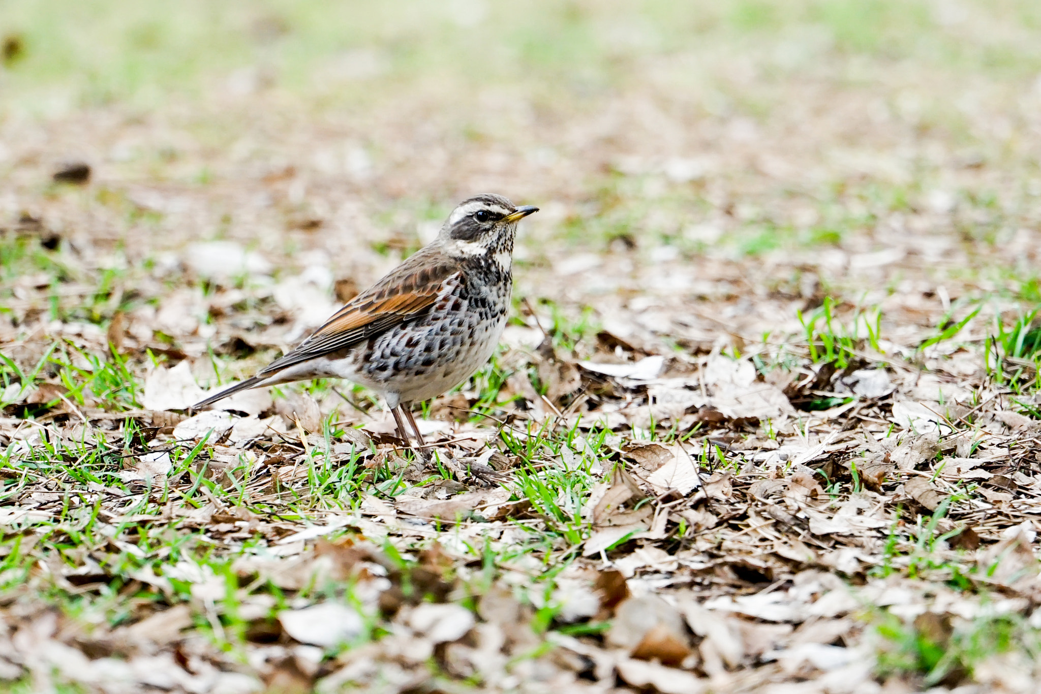 Sony FE 70-300mm F4.5-5.6 G OSS sample photo. Thrush in koganei park ,jp photography