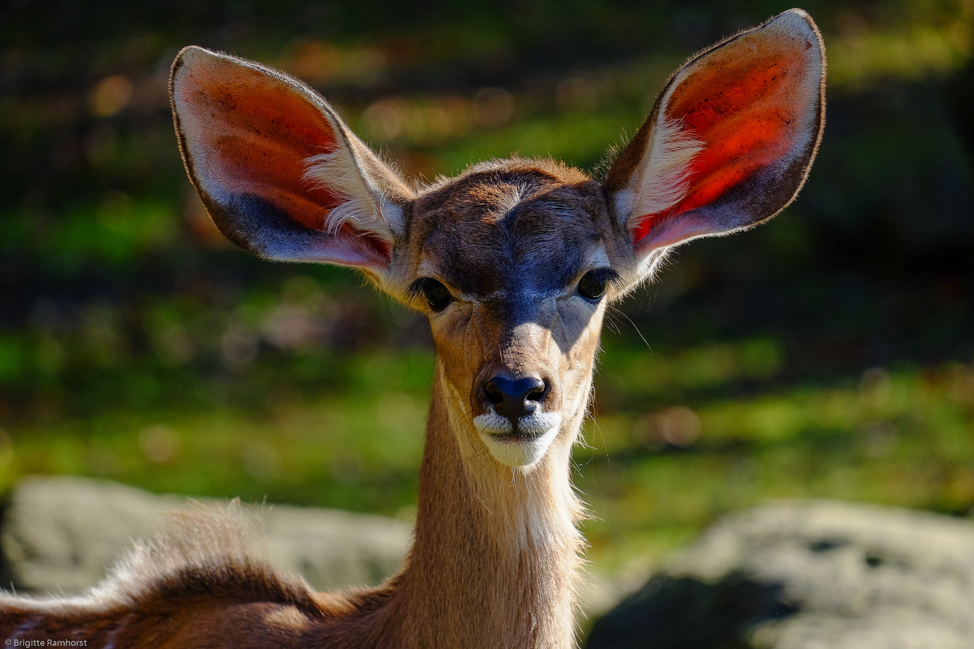 Fujifilm X-E2 + Fujifilm XF 55-200mm F3.5-4.8 R LM OIS sample photo. No, i have no big ears photography