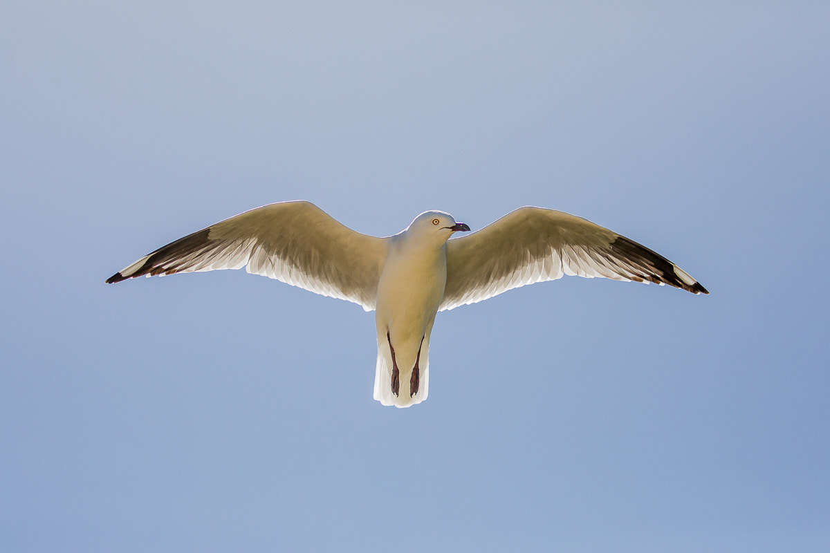 Canon EOS 5D Mark IV + Canon EF 100-400mm F4.5-5.6L IS II USM sample photo. Silver gull photography