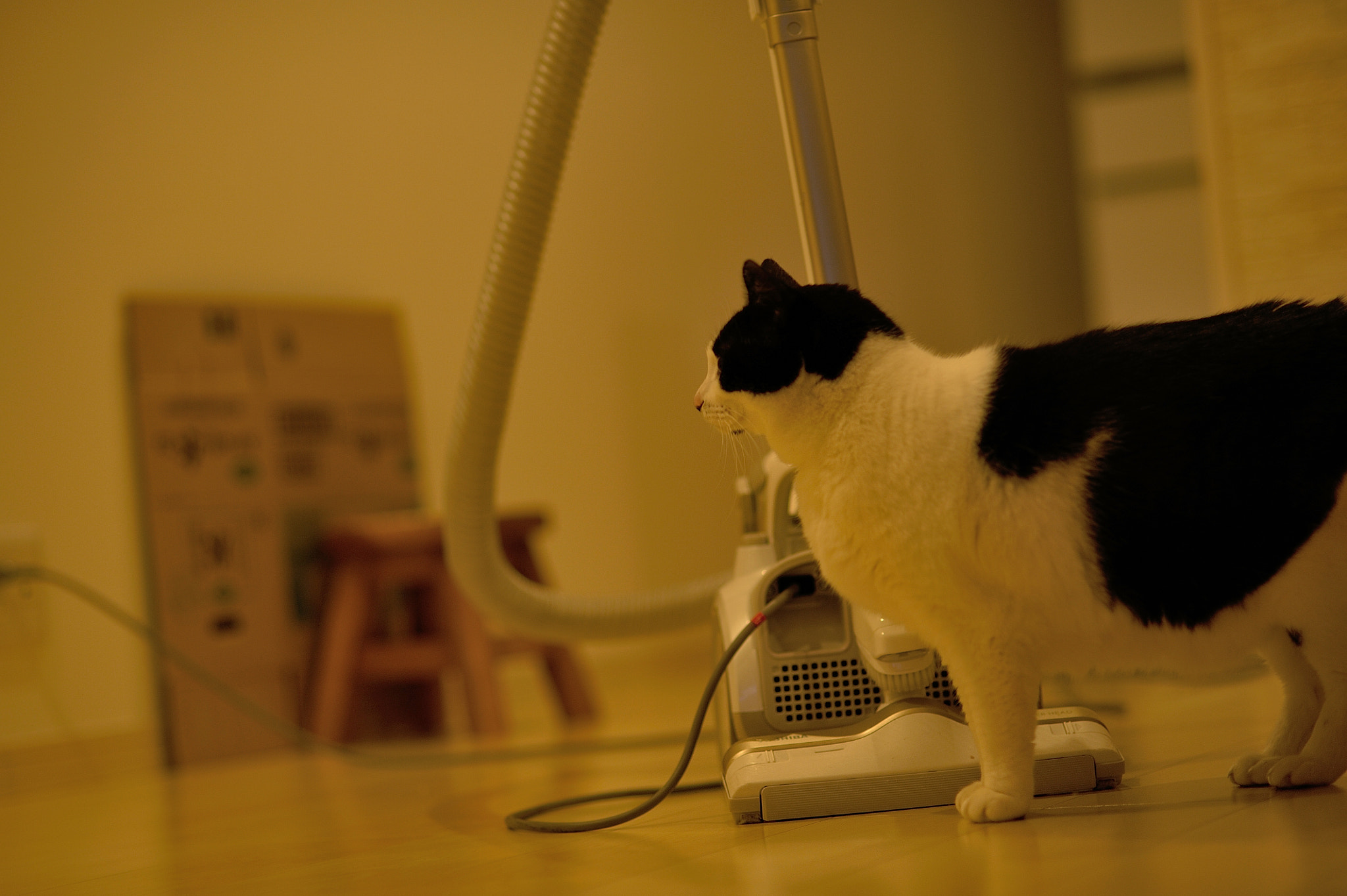 Nikon D700 + Nikon AF Nikkor 85mm F1.8D sample photo. A cat and a cleaner photography