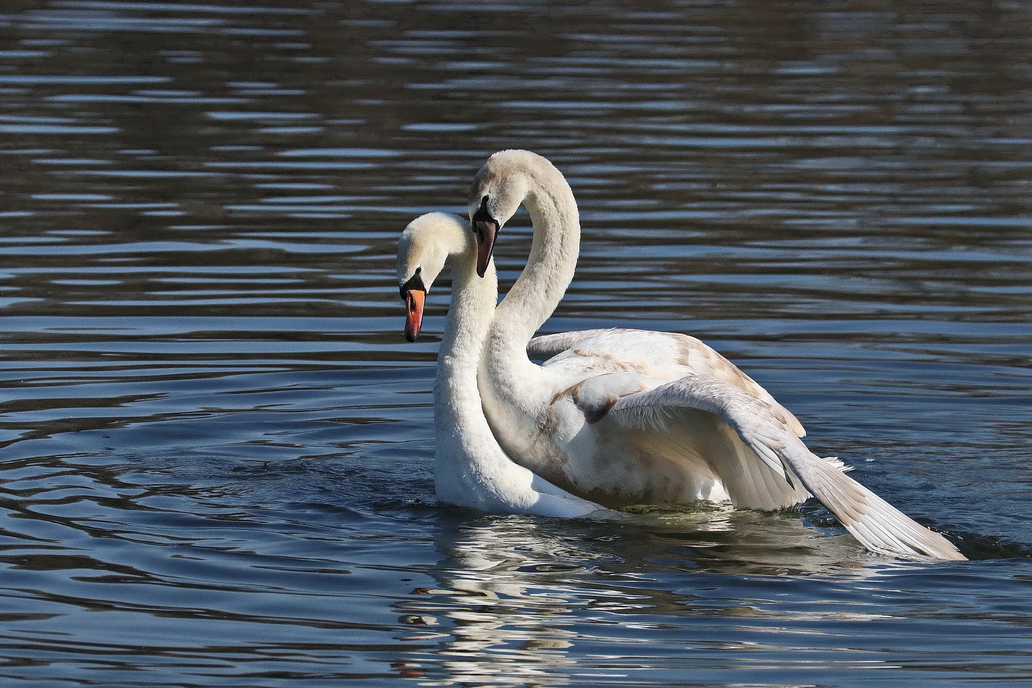 Canon EF 70-300mm F4-5.6L IS USM sample photo. Liebespaar photography