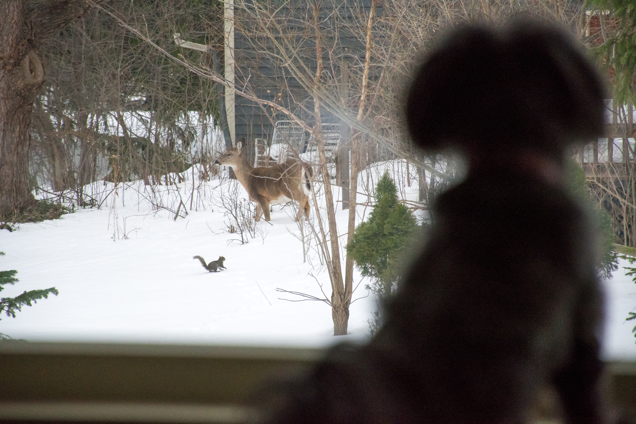 Nikon D500 sample photo. Always on guard photography