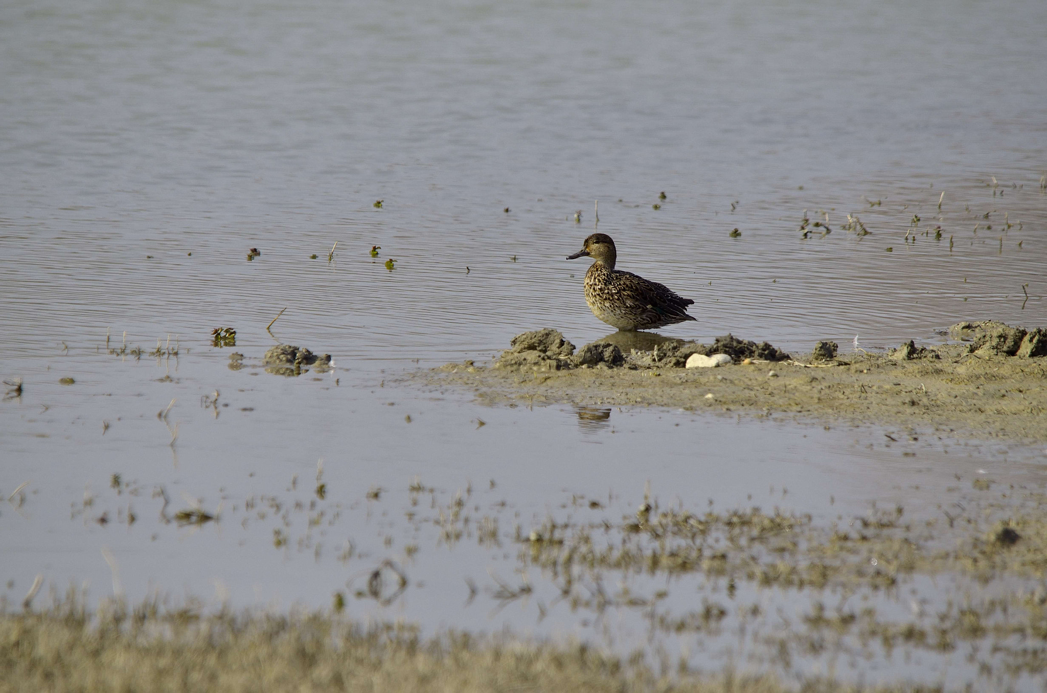 Sigma 150-500mm F5-6.3 DG OS HSM sample photo. Anas clypeata f. photography