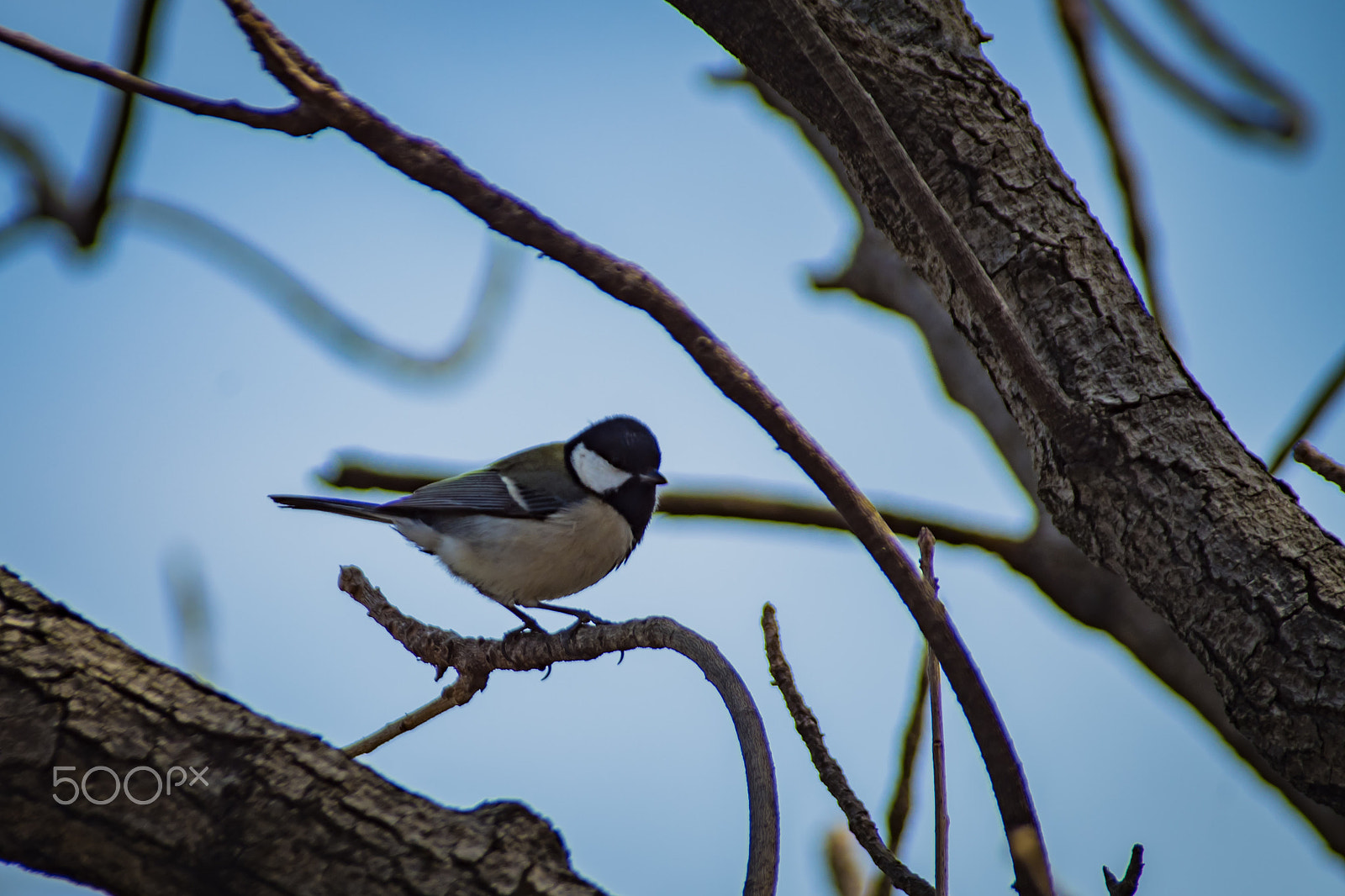 Pentax K-S2 + Sigma sample photo. Japanese tit photography