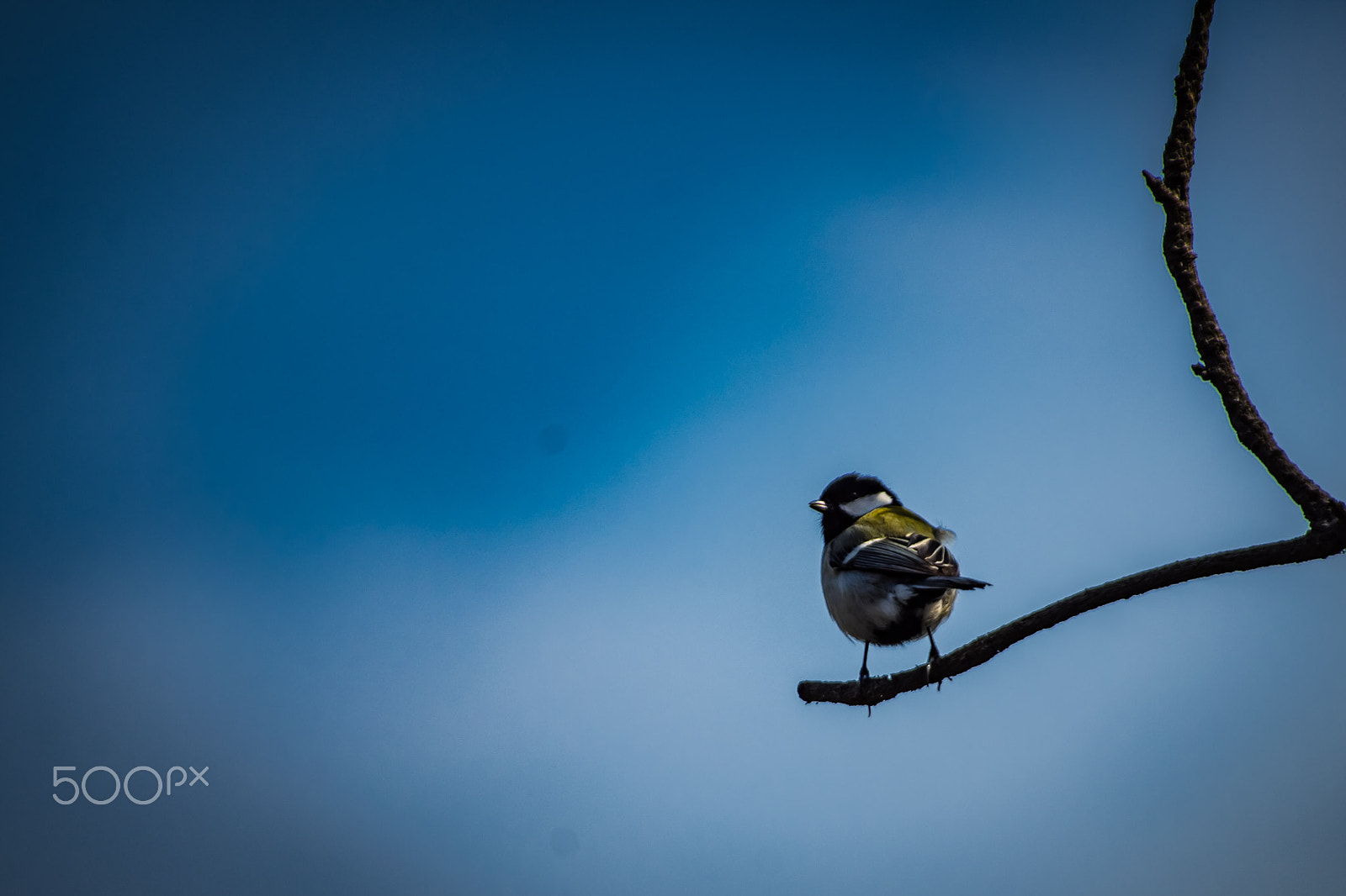 Pentax K-S2 sample photo. Japanese tit photography