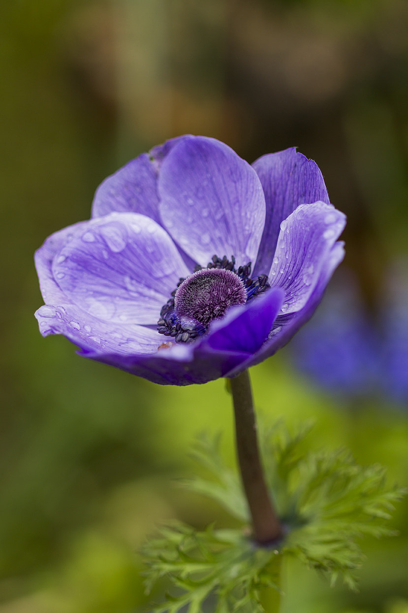 Canon EF 100mm F2.8 Macro USM sample photo. Anémonas photography
