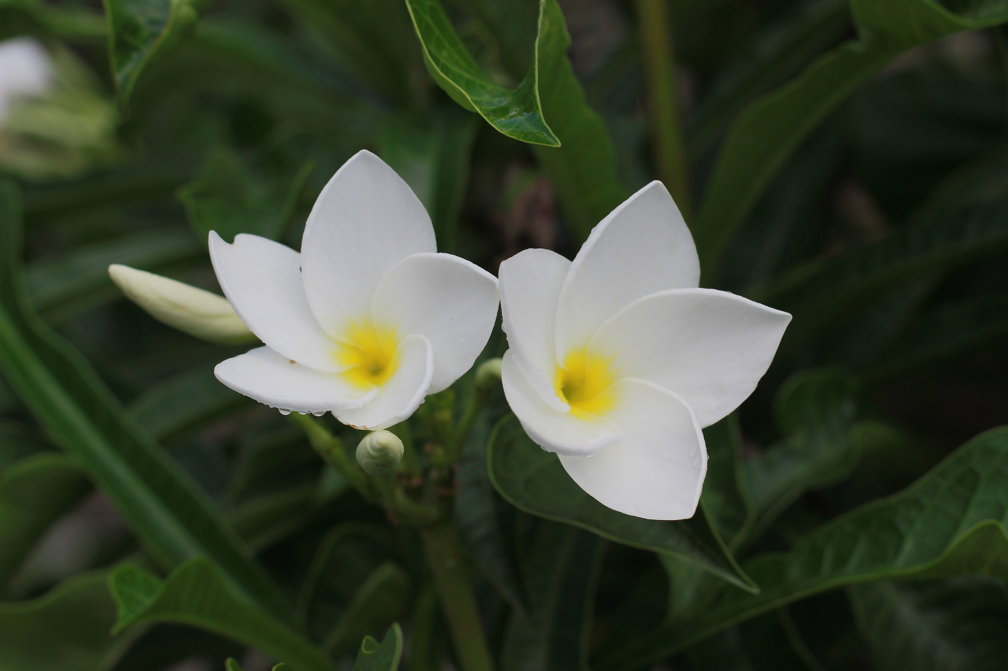 Canon 50mm sample photo