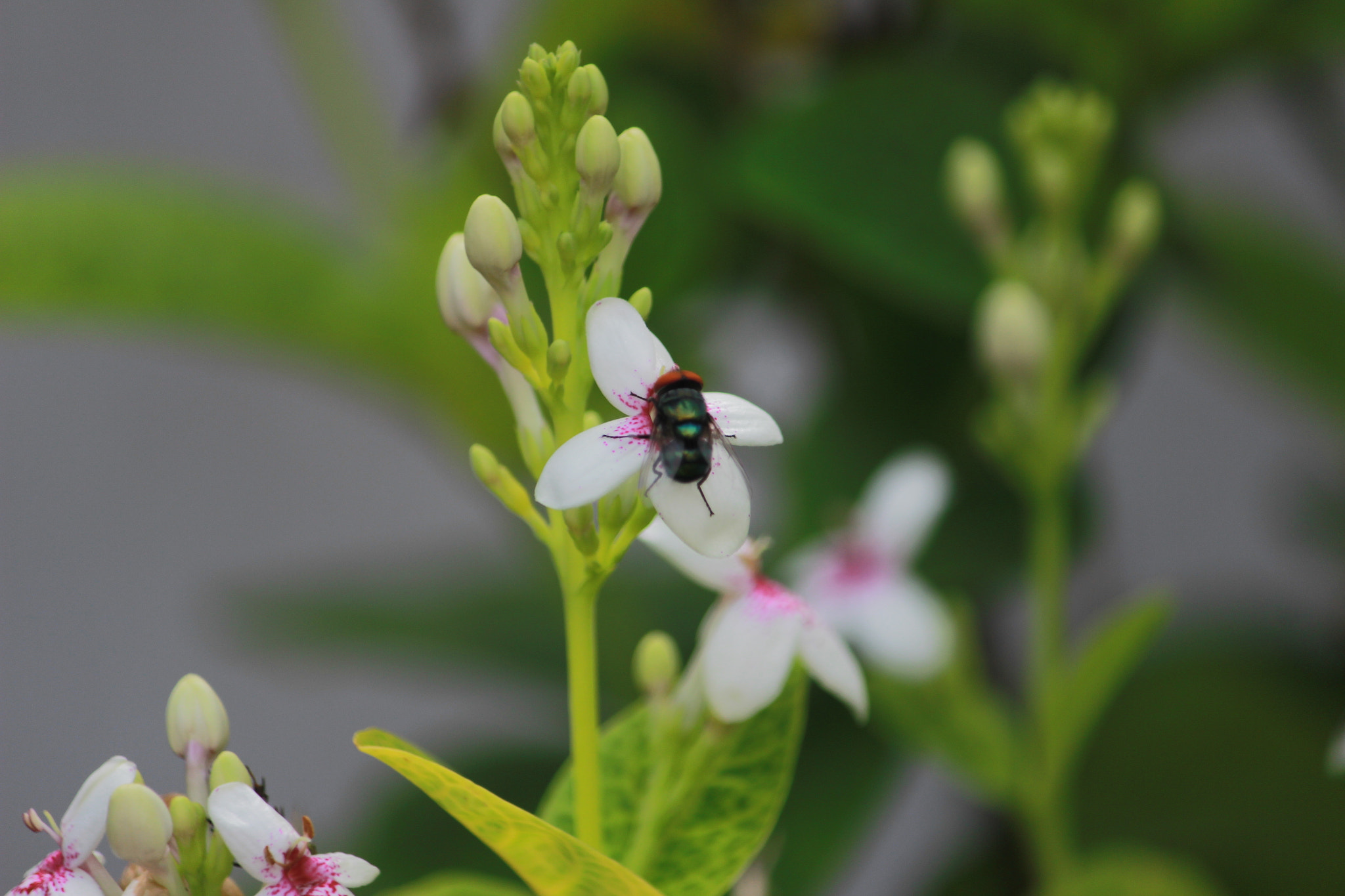 Canon EF-S 55-250mm F4-5.6 IS sample photo