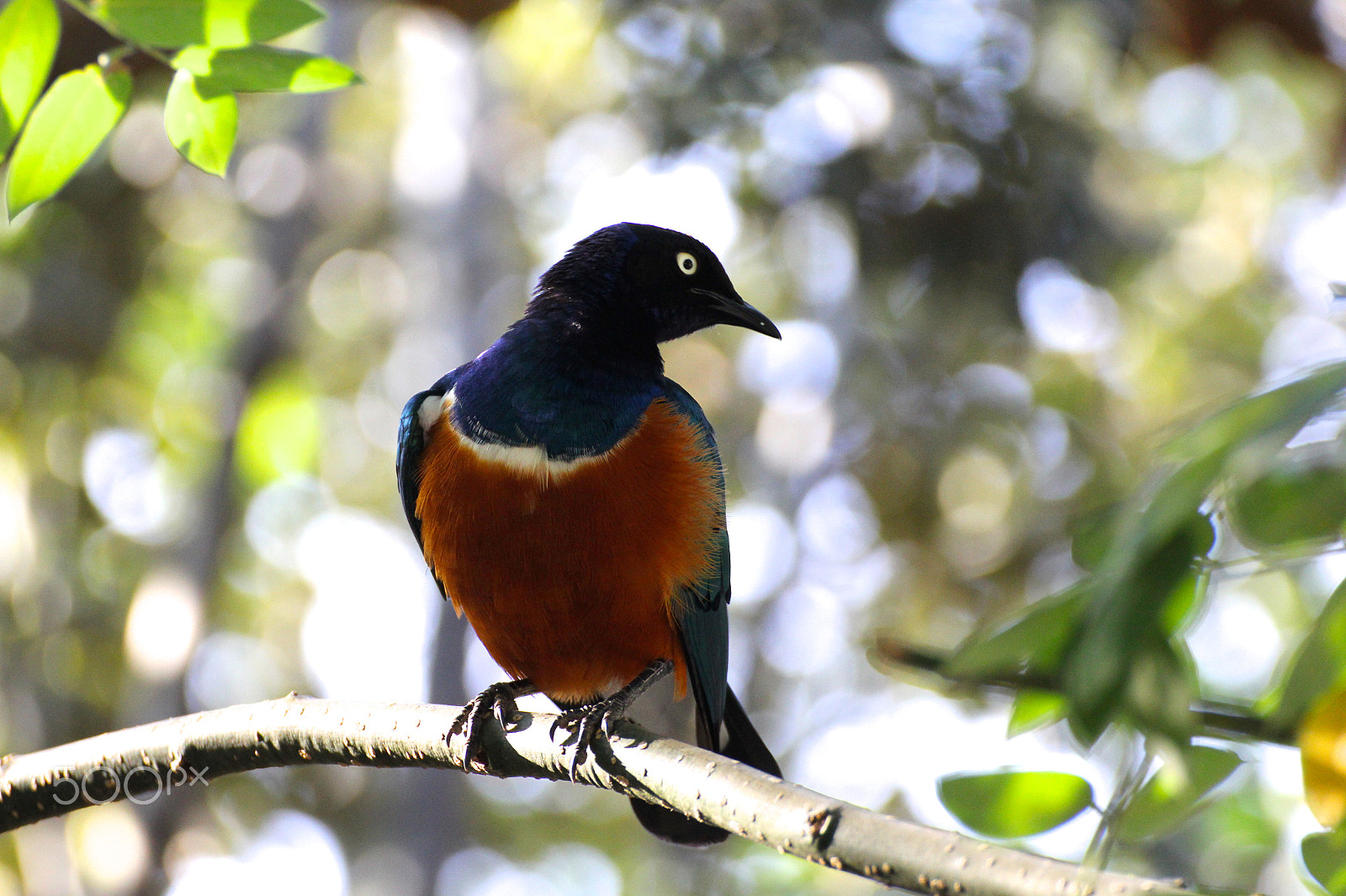 Canon EOS 60D sample photo. Superb starling photography