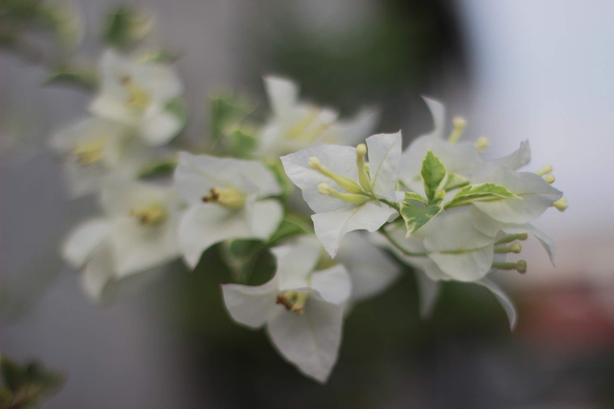 Canon 50mm sample photo