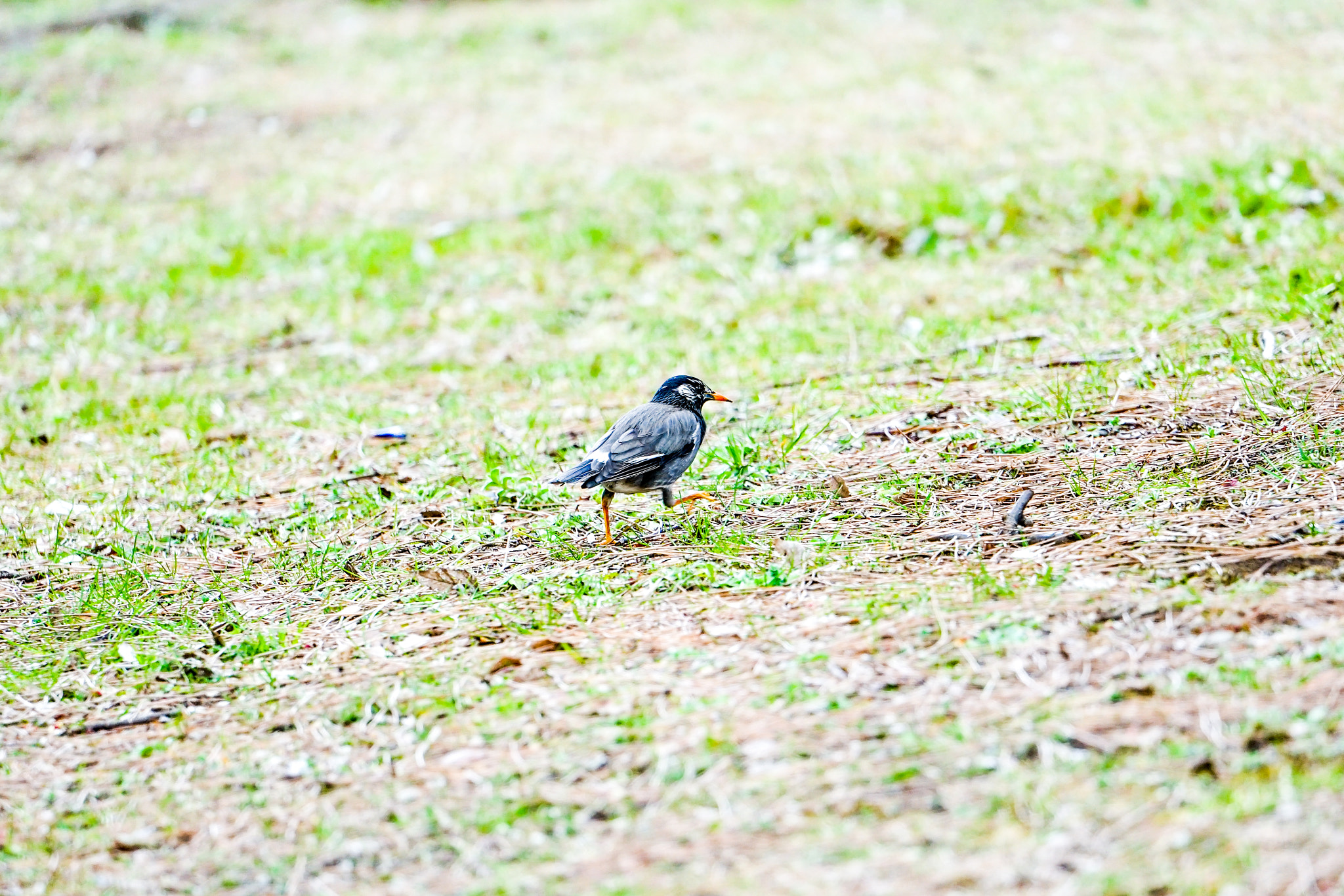 Sony FE 70-300mm F4.5-5.6 G OSS sample photo. White-cheeked  starling photography