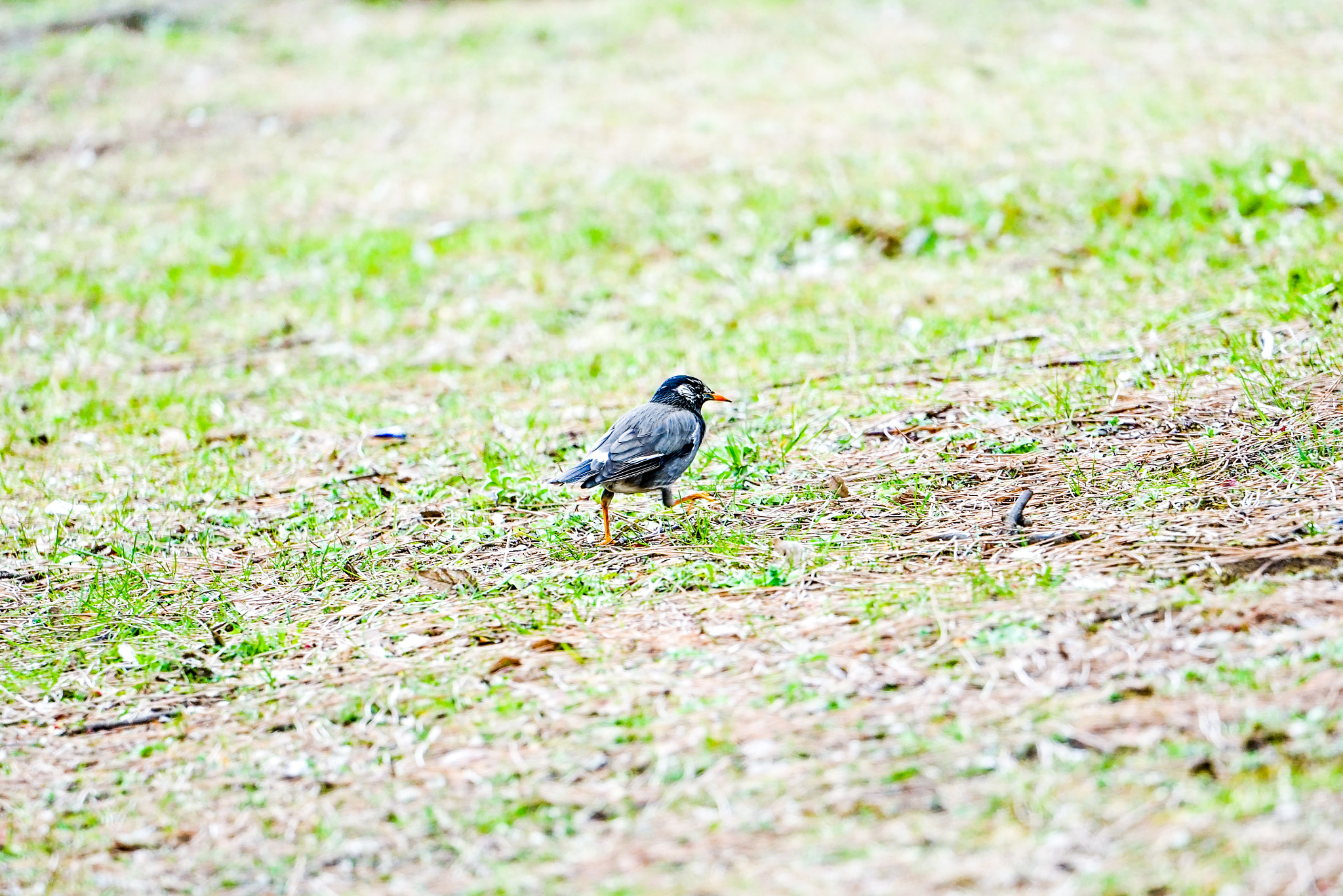 Sony a7 II + Sony FE 70-300mm F4.5-5.6 G OSS sample photo. White-cheeked  starling photography