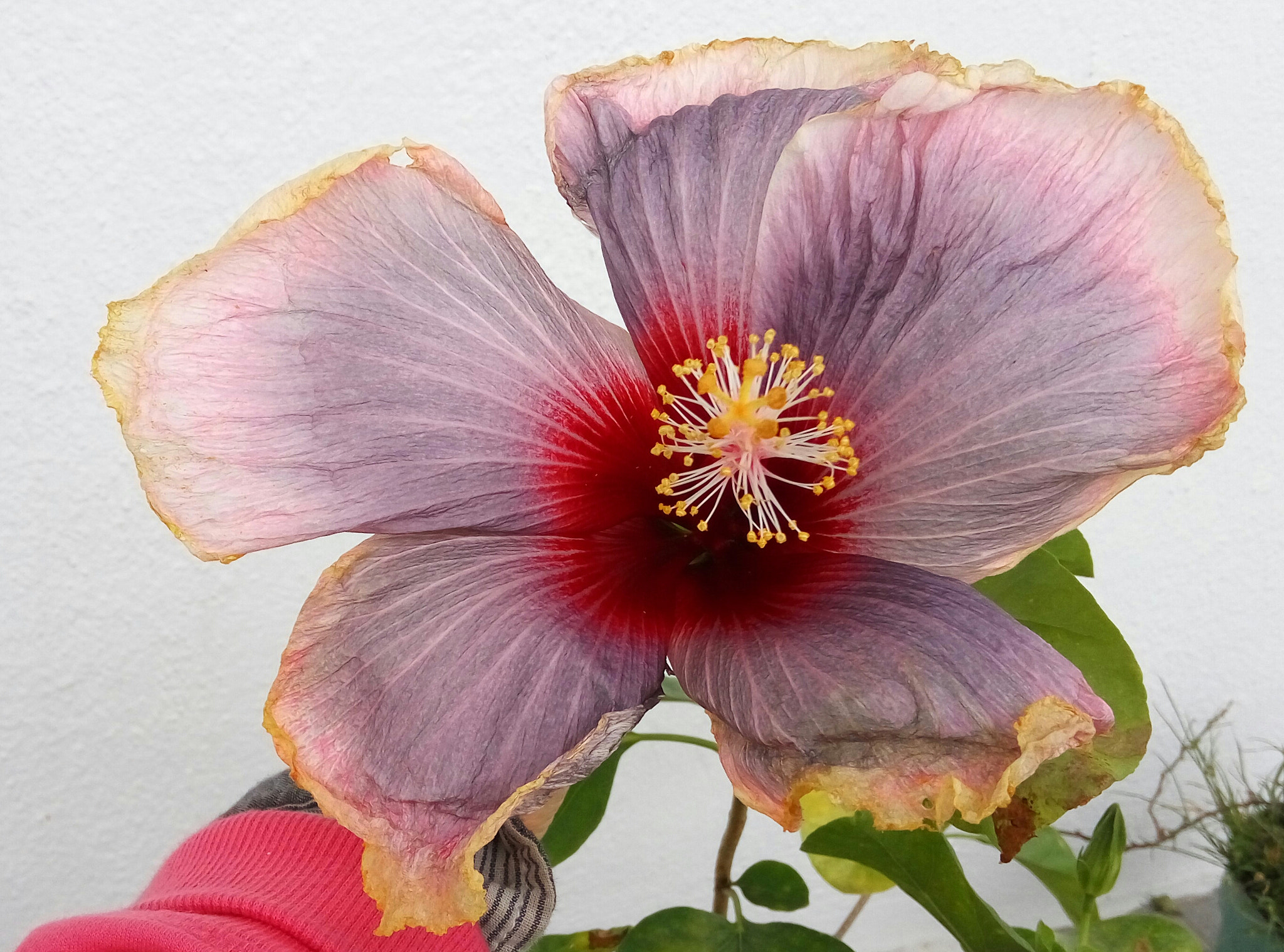 Xiaomi HM Note 2 sample photo. Strange colors photography