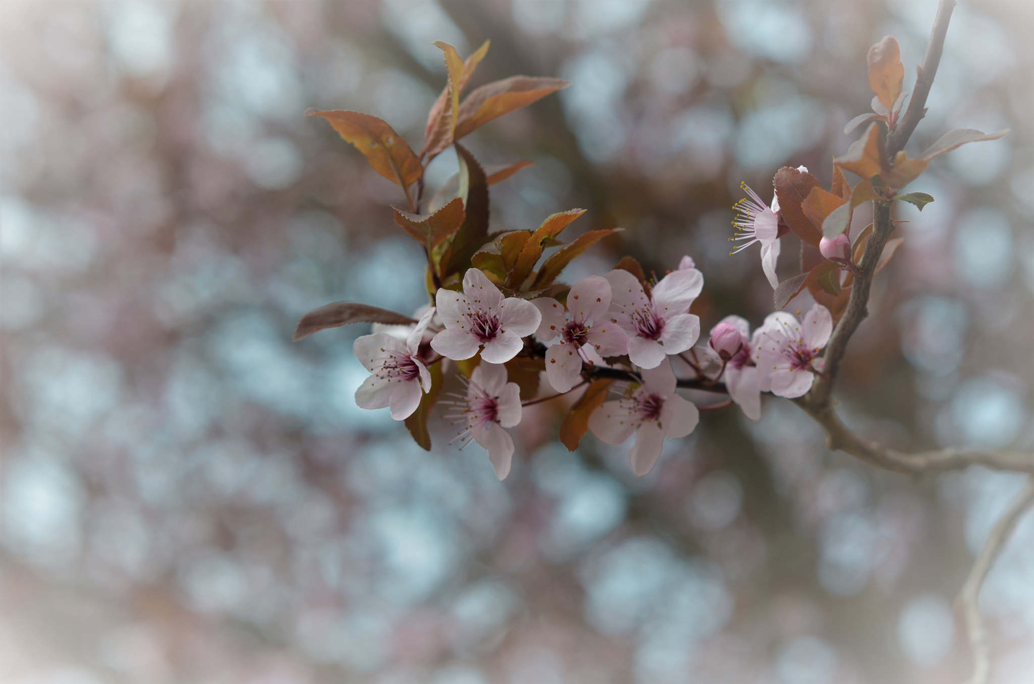 Nikon D5100 + Nikon AF-S Nikkor 50mm F1.4G sample photo. Spring photography