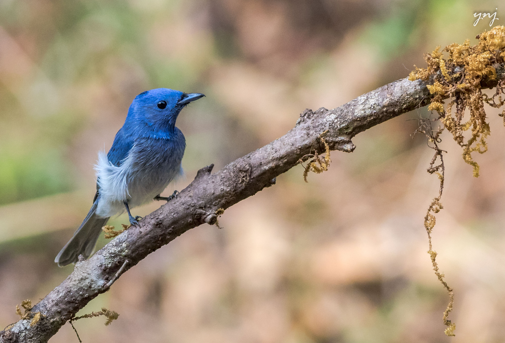 Canon EF 400mm F5.6L USM sample photo. Black naped monarch photography