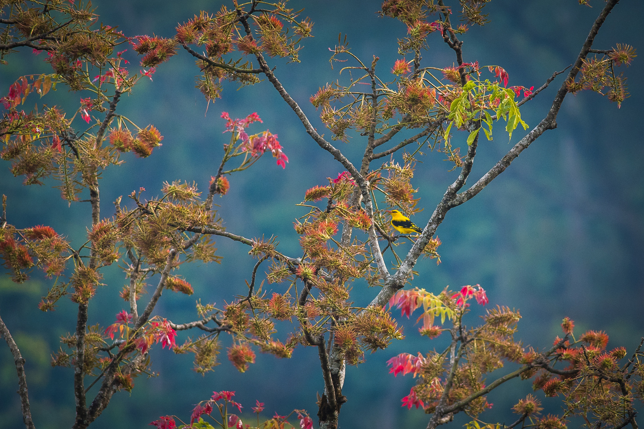 Nikon D500 + Nikon AF-S Nikkor 300mm F4D ED-IF sample photo. An oriole-scape photography