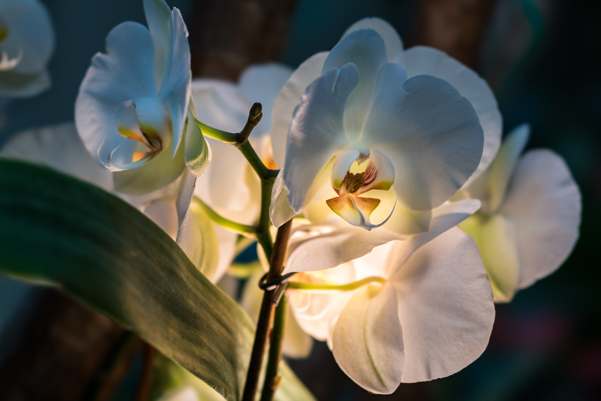 Sony FE 100mm F2.8 STF GM OSS sample photo. Orchidee photography