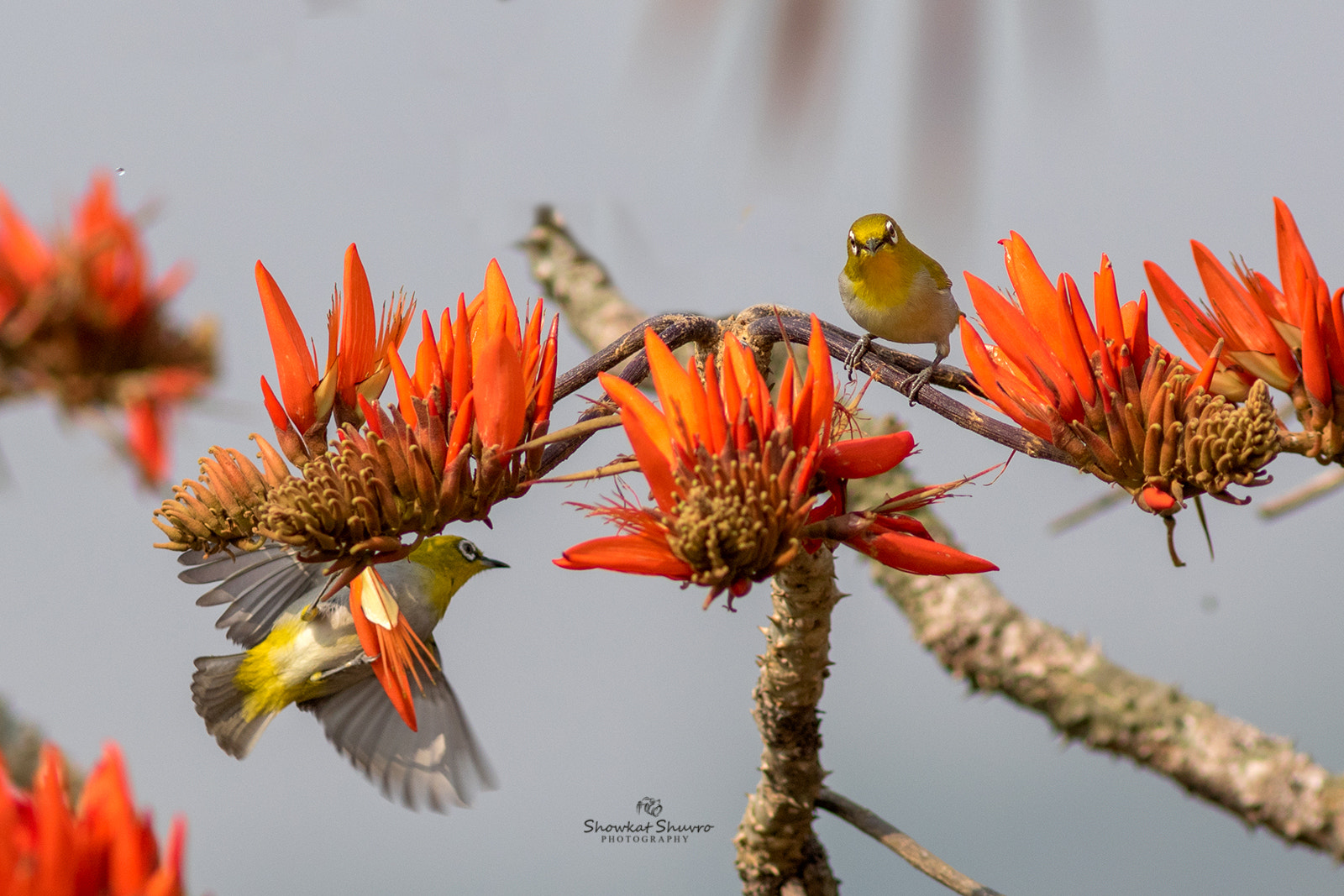 Canon EF 300mm F4L IS USM sample photo. Oriental white-eye photography