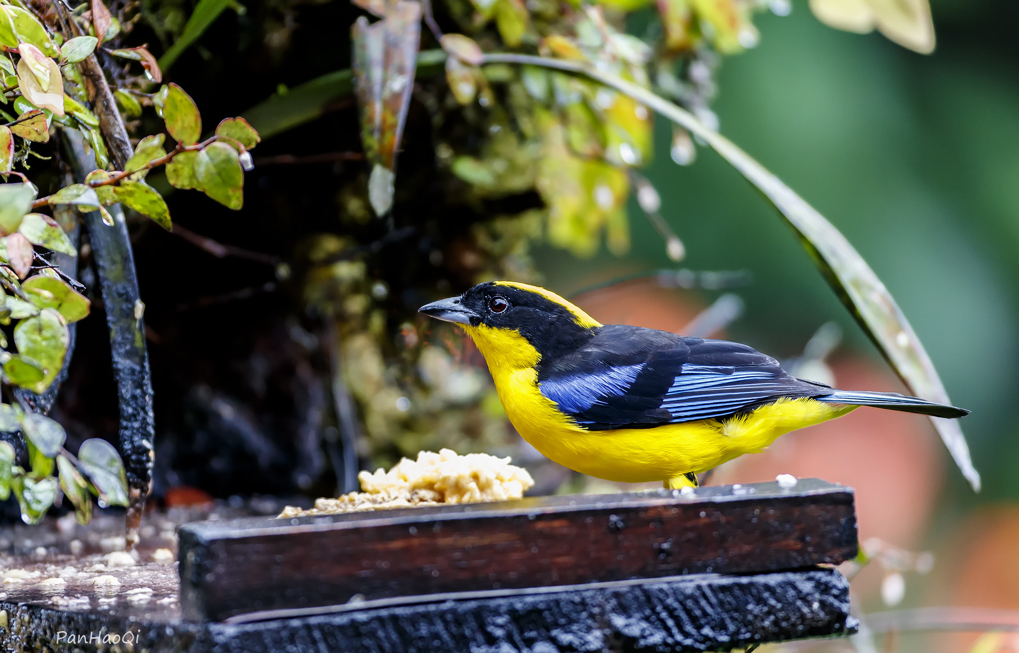 Canon EF 200-400mm F4L IS USM Extender 1.4x sample photo. Blue-winged mountain tanager photography