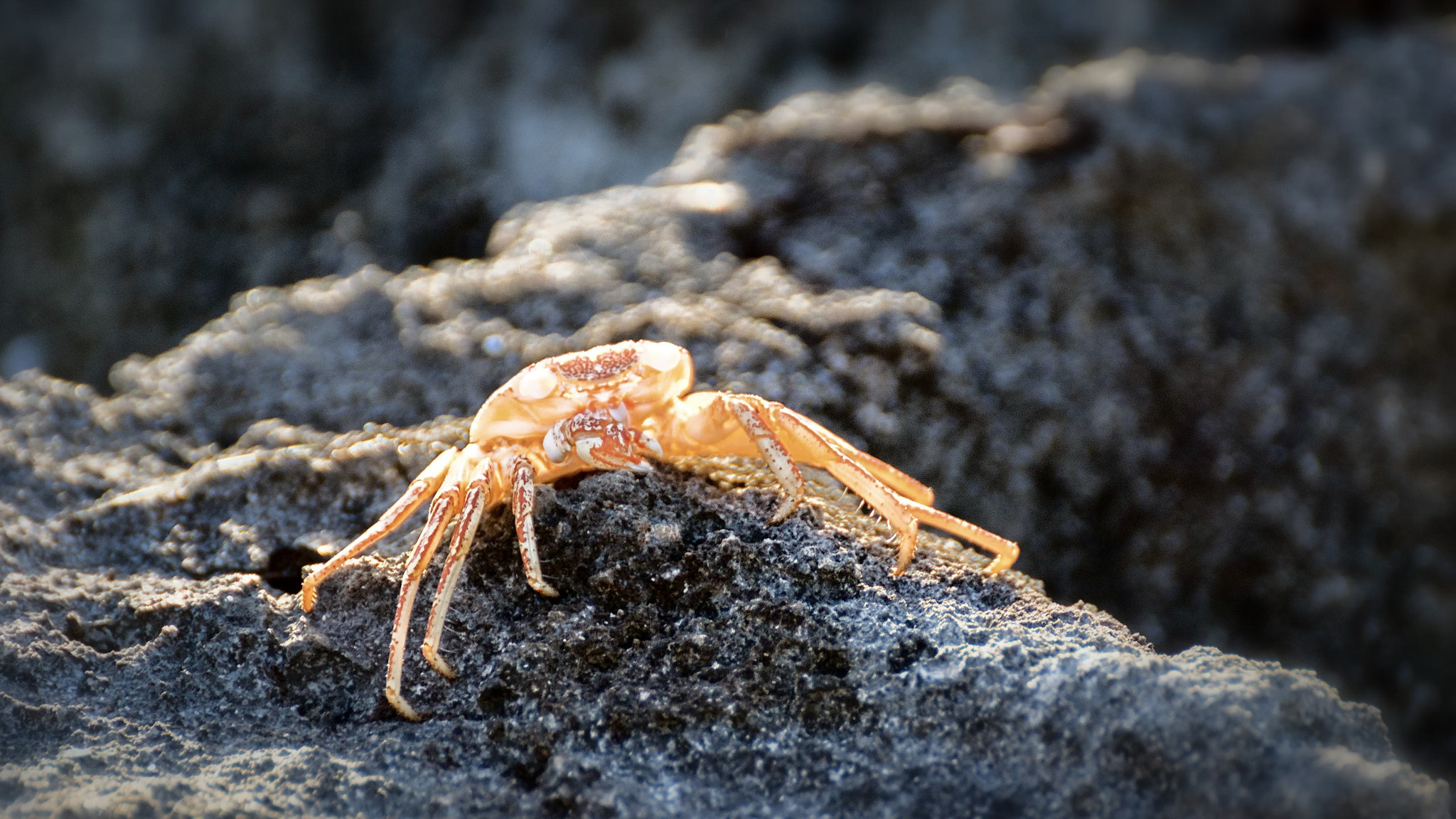 Tamron SP 70-300mm F4-5.6 Di USD sample photo. Watamula, curaçao photography