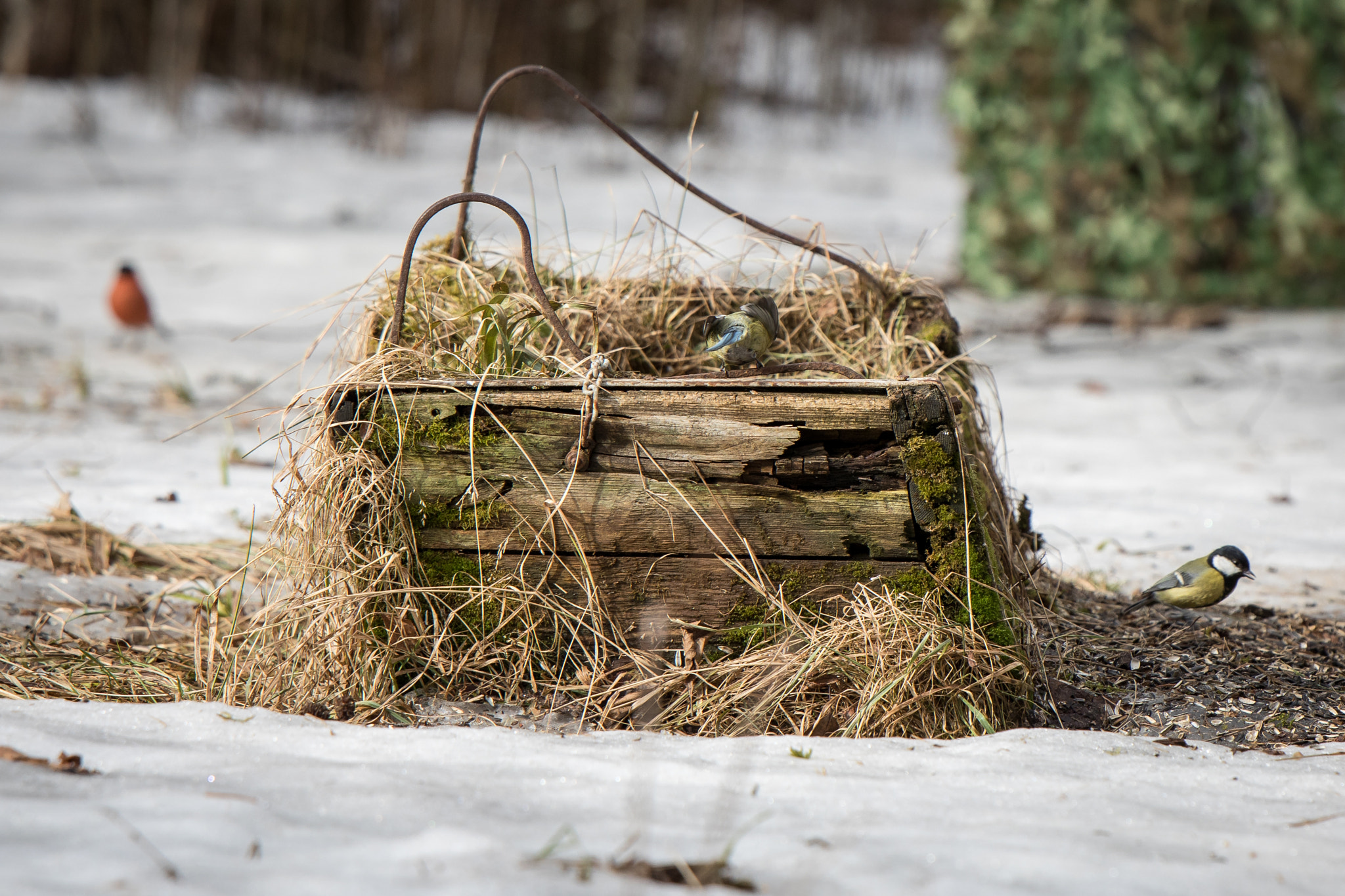 Canon EOS 5D Mark IV + Canon EF 300mm F2.8L IS II USM sample photo. Ass photography