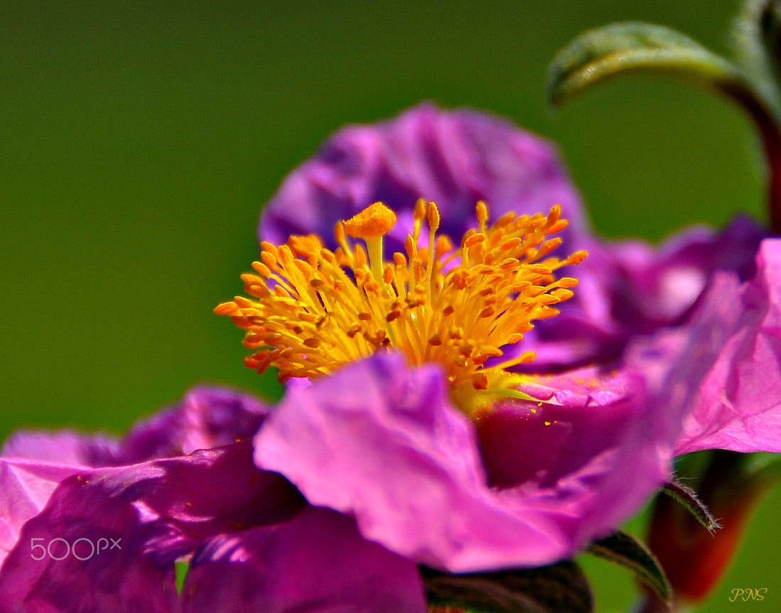 Nikon D5100 + Sigma 18-200mm F3.5-6.3 II DC OS HSM sample photo. My 'paperflower' photography