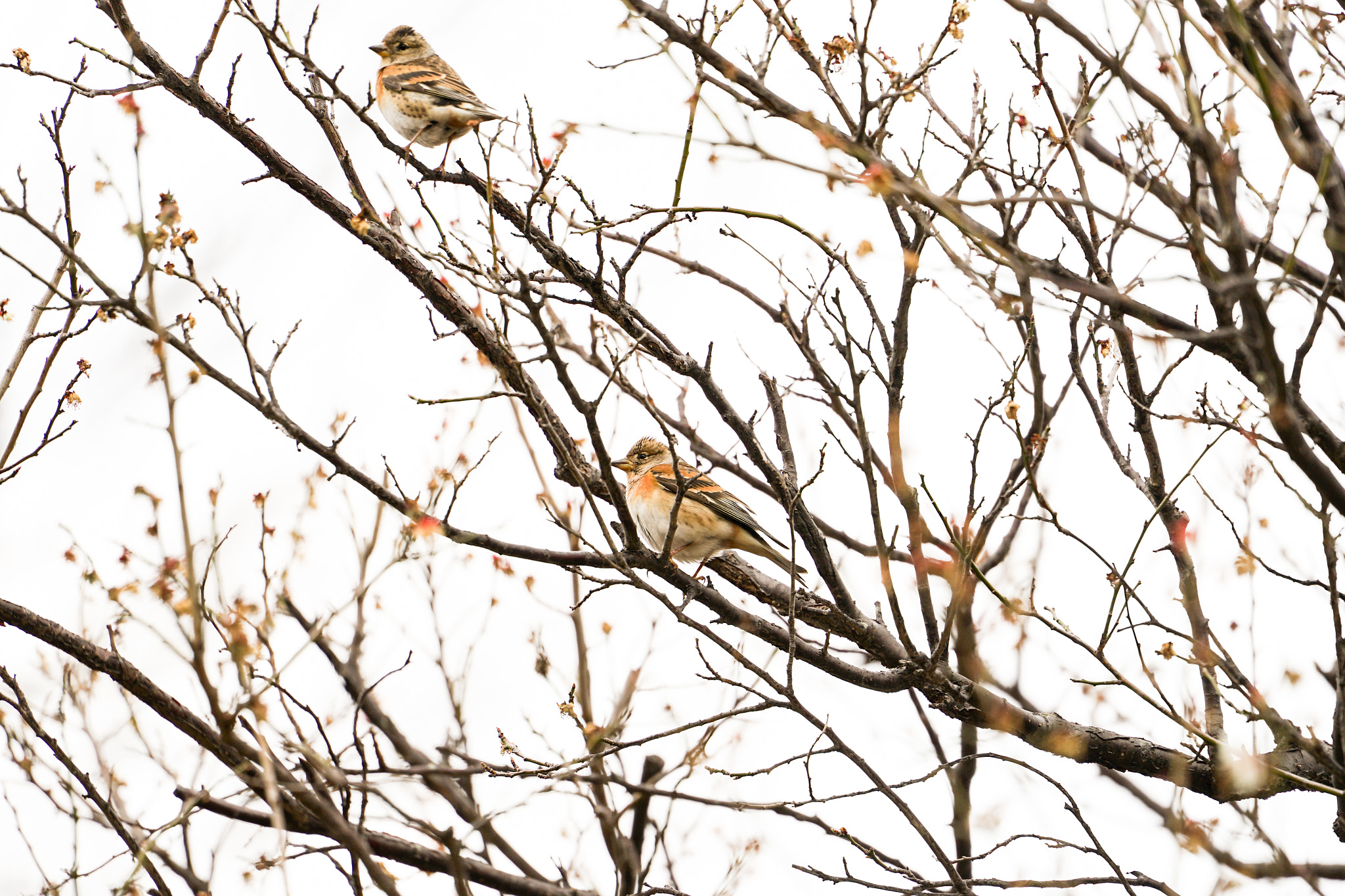 Sony FE 70-300mm F4.5-5.6 G OSS sample photo. Fringillas photography