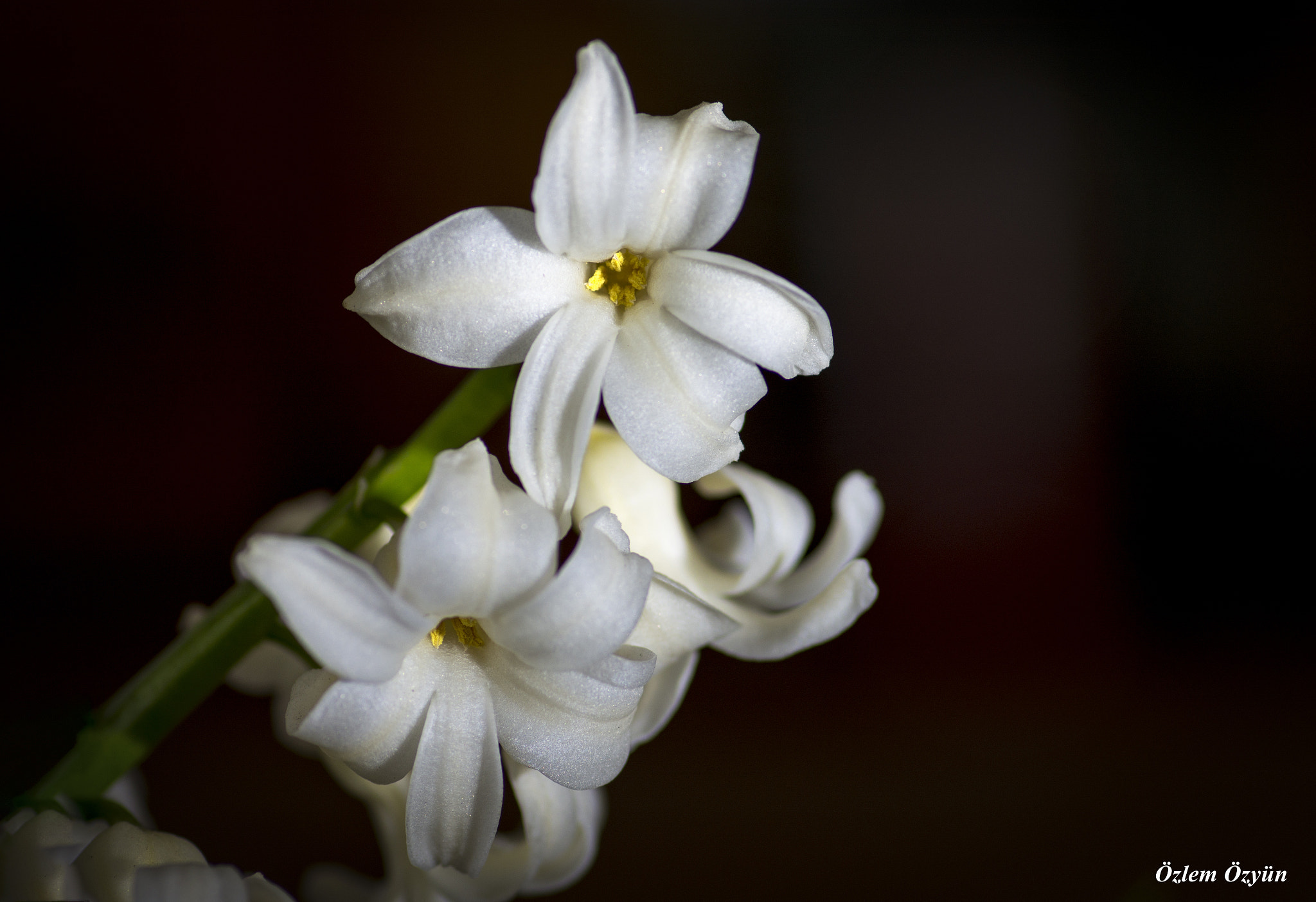 Tokina AT-X Pro 100mm F2.8 Macro sample photo. Flower photography