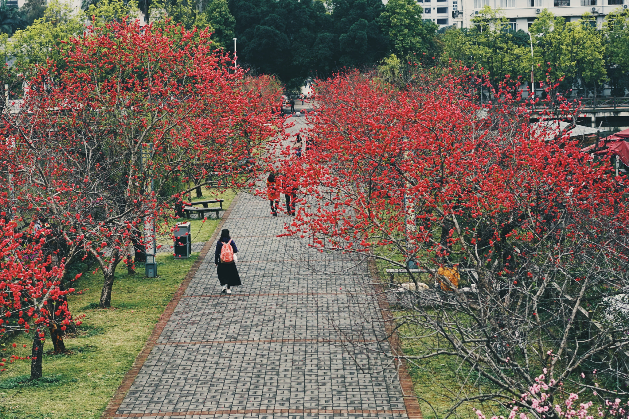 Sony a7 + Sony Sonnar T* FE 55mm F1.8 ZA sample photo. Peach blossom photography