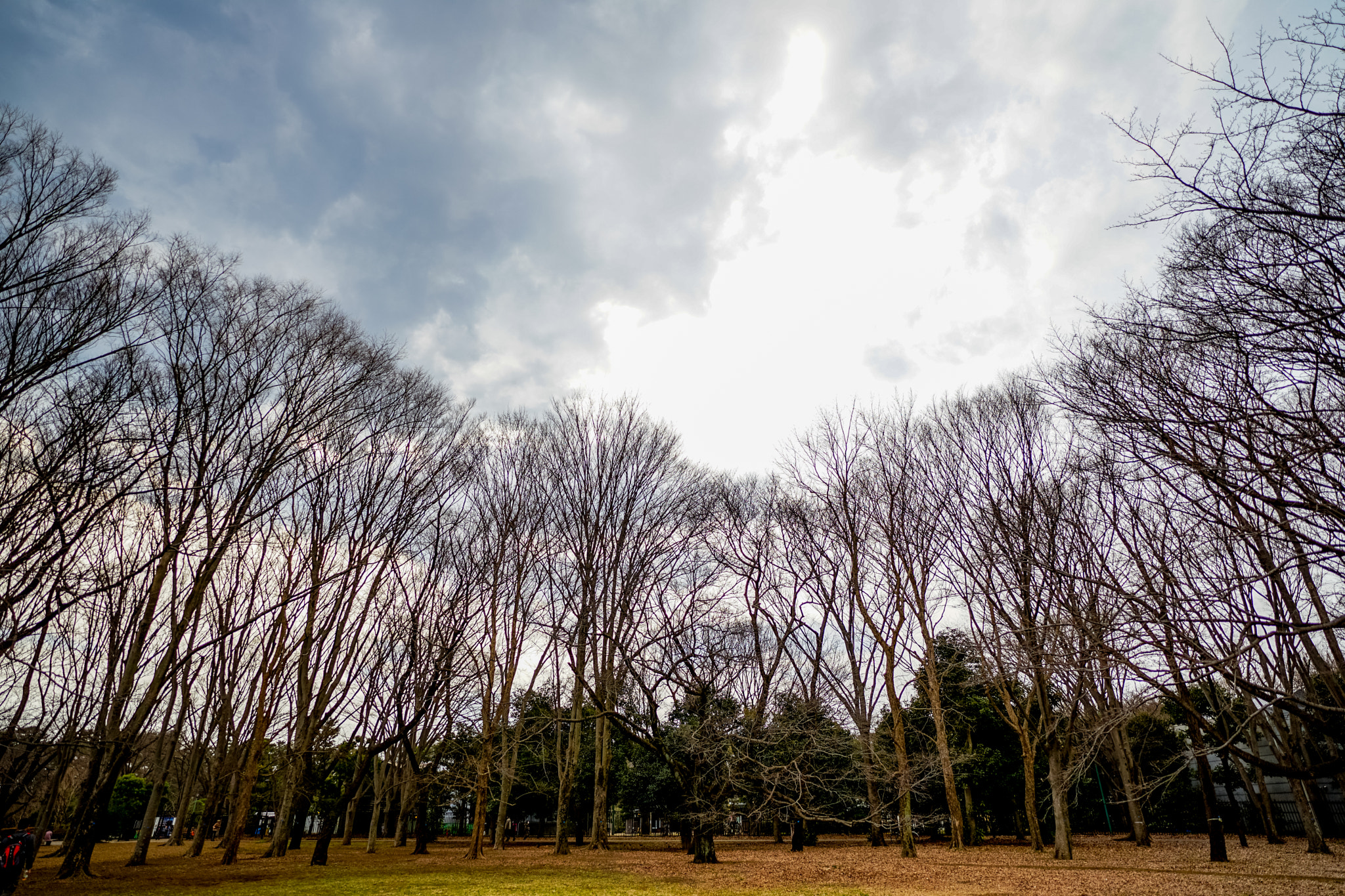 E 20mm F2 sample photo. Almost finish of this winter photography