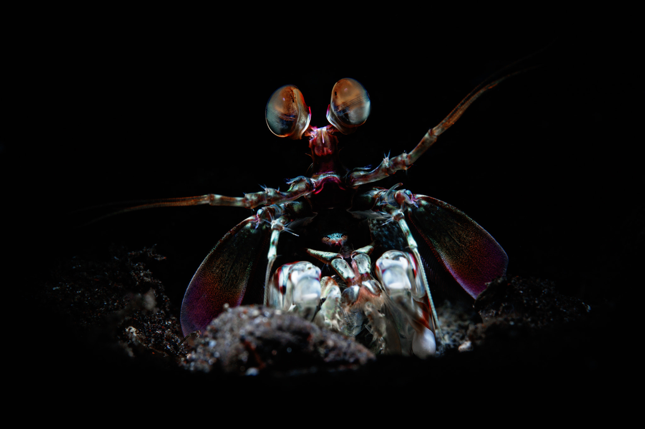 Canon EOS 5DS R + Canon EF 100mm F2.8L Macro IS USM sample photo. Mantis shrimp, tulamben bali photography