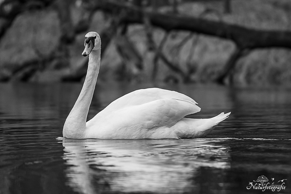 Tamron SP 150-600mm F5-6.3 Di VC USD sample photo. Höckerschwan photography