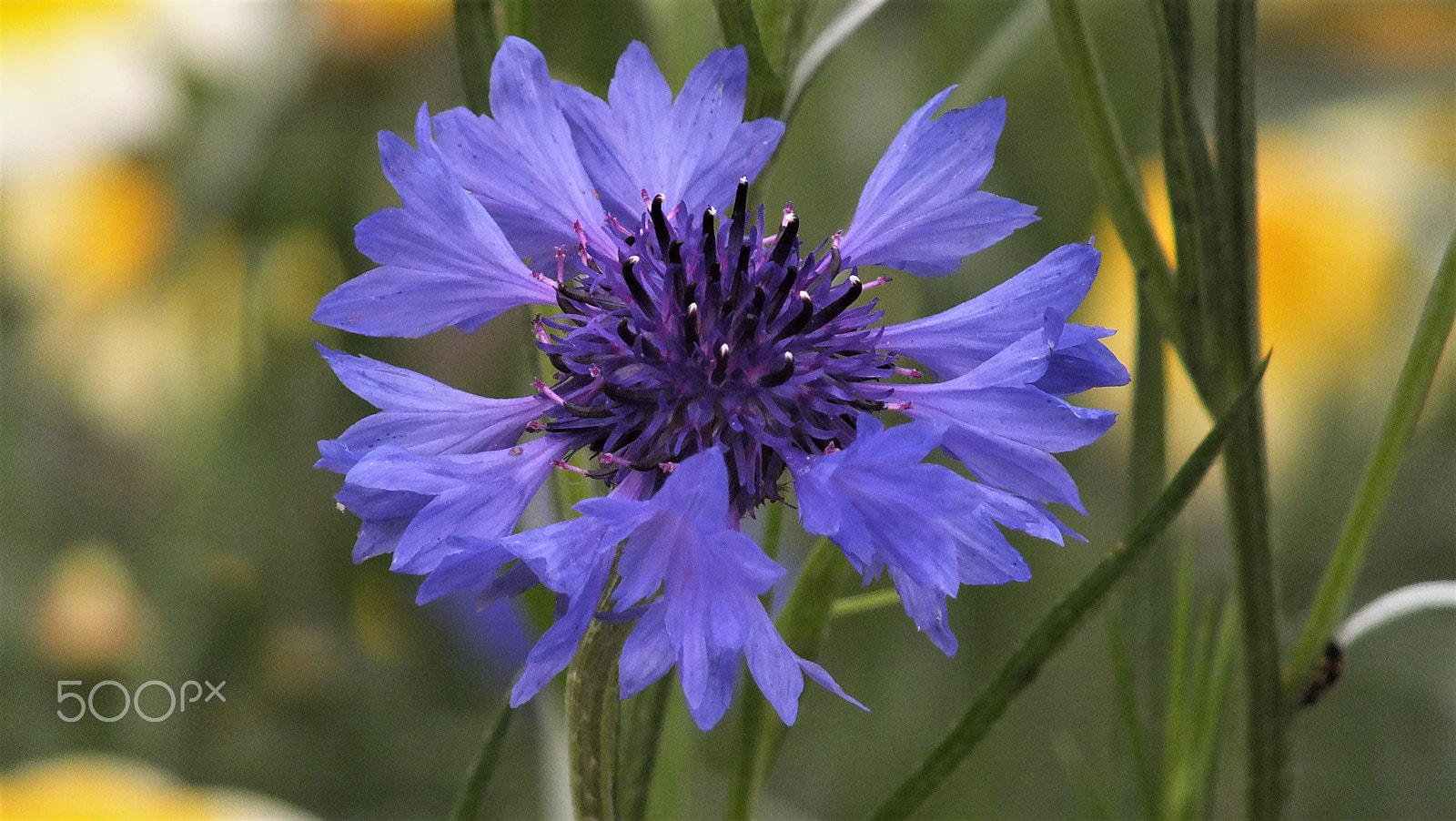 Fujifilm FinePix HS28EXR sample photo. Lavender corn flower photography