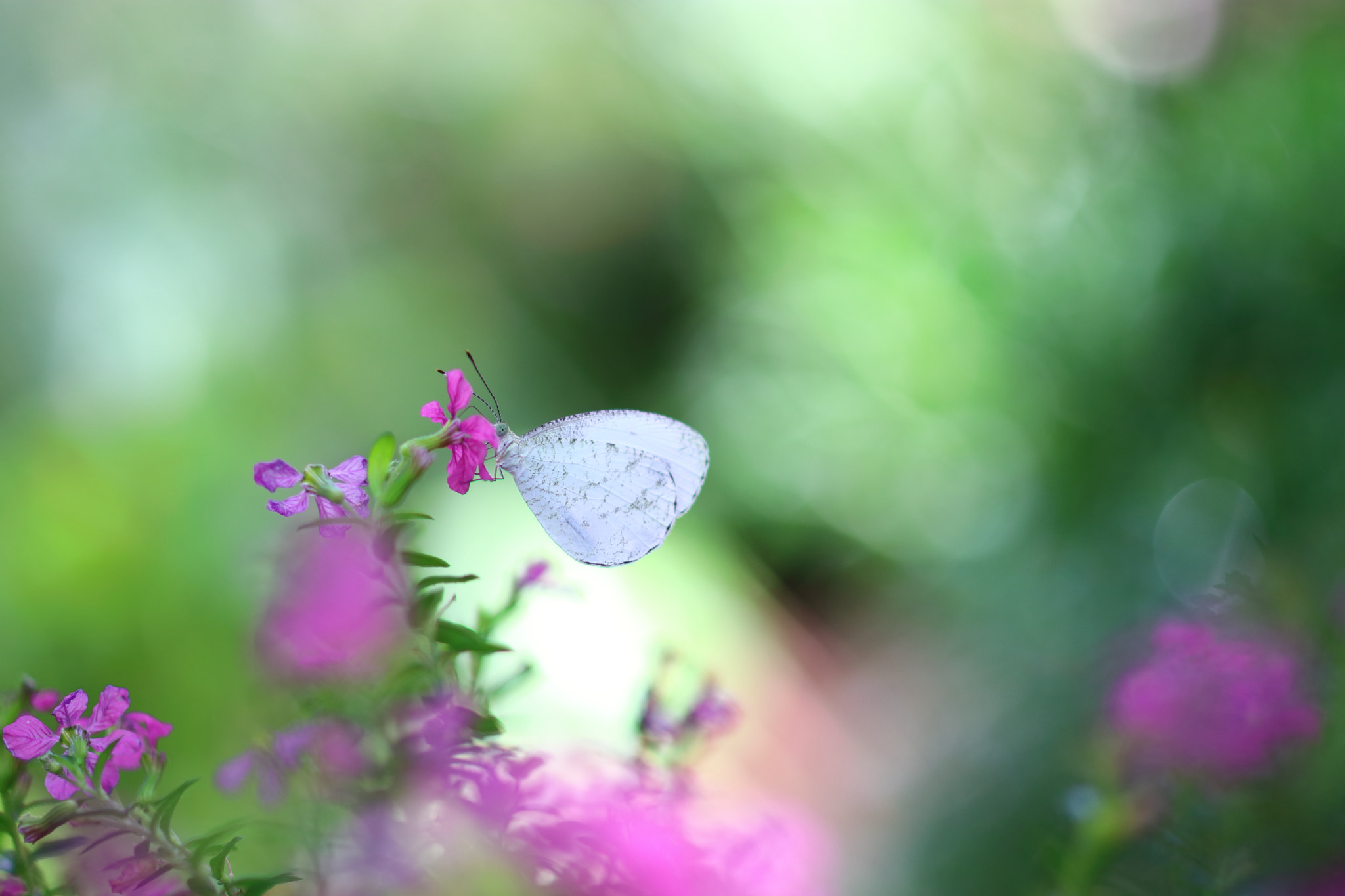 ZEISS Makro-Planar T* 50mm F2 sample photo. Dreaming photography