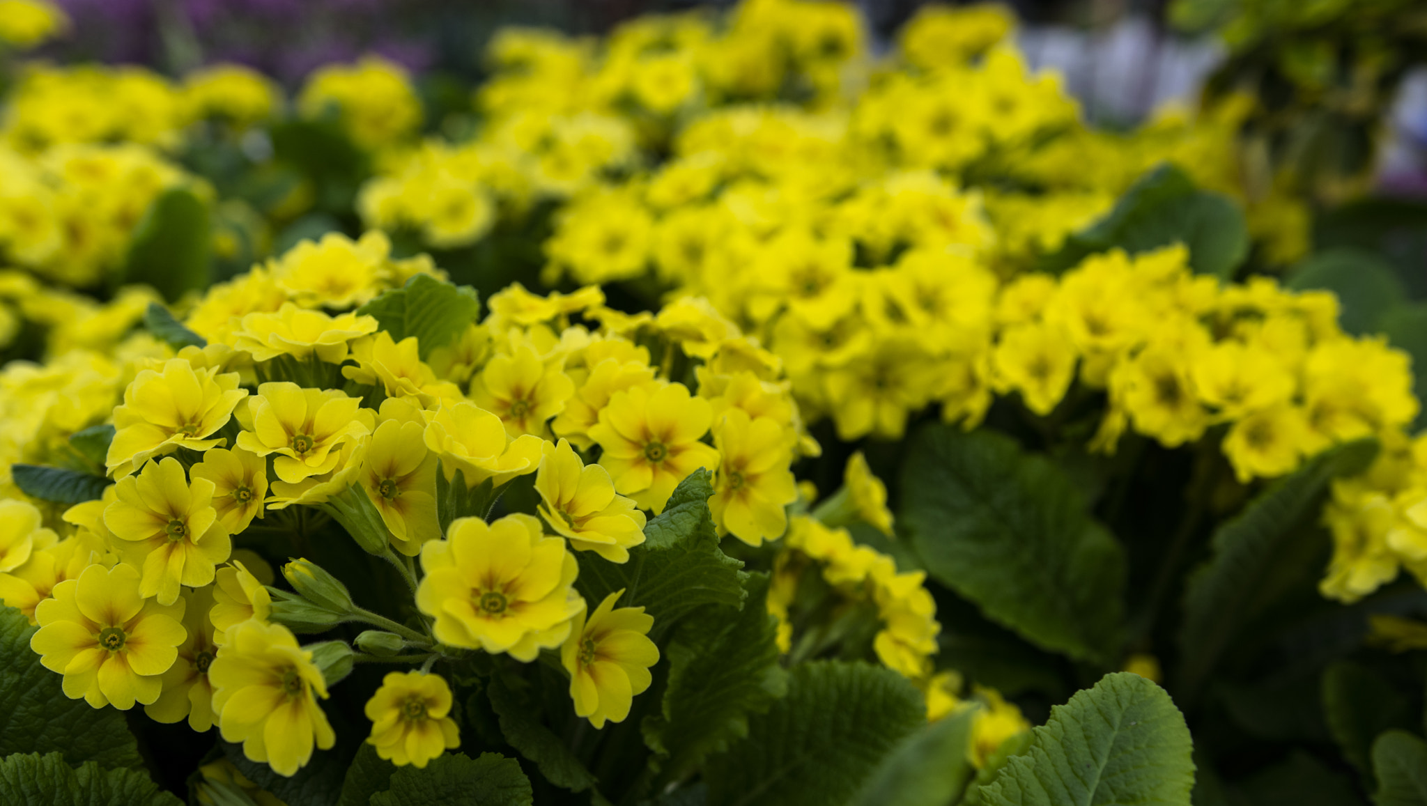 Nikon D5300 + Sigma 18-35mm F1.8 DC HSM Art sample photo. Primula acaulis photography